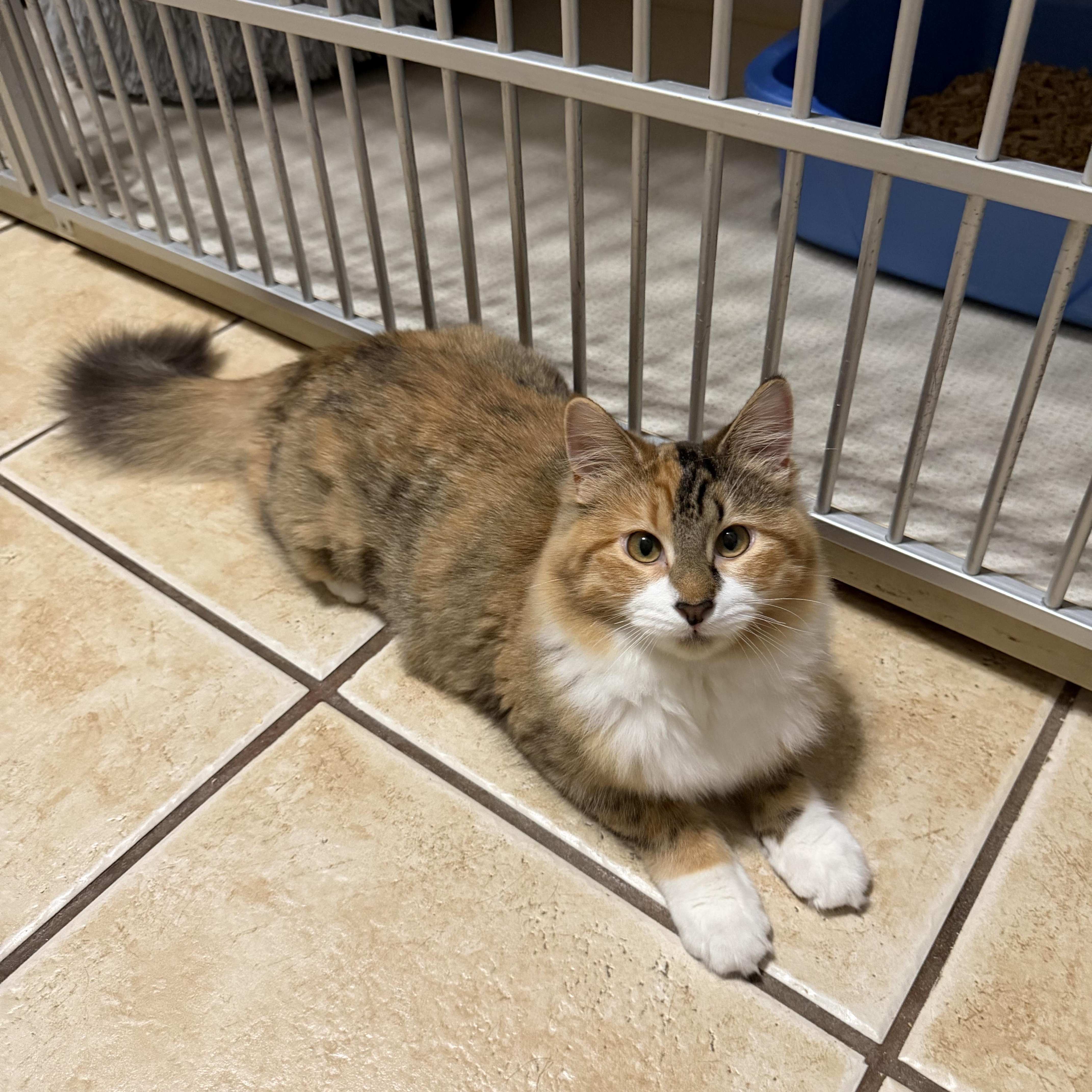 Enlarge ASPEN aka KITNSUNE (KITSY for short), an adopted Domestic Medium Hair in Hamilton, NJ image 6/6