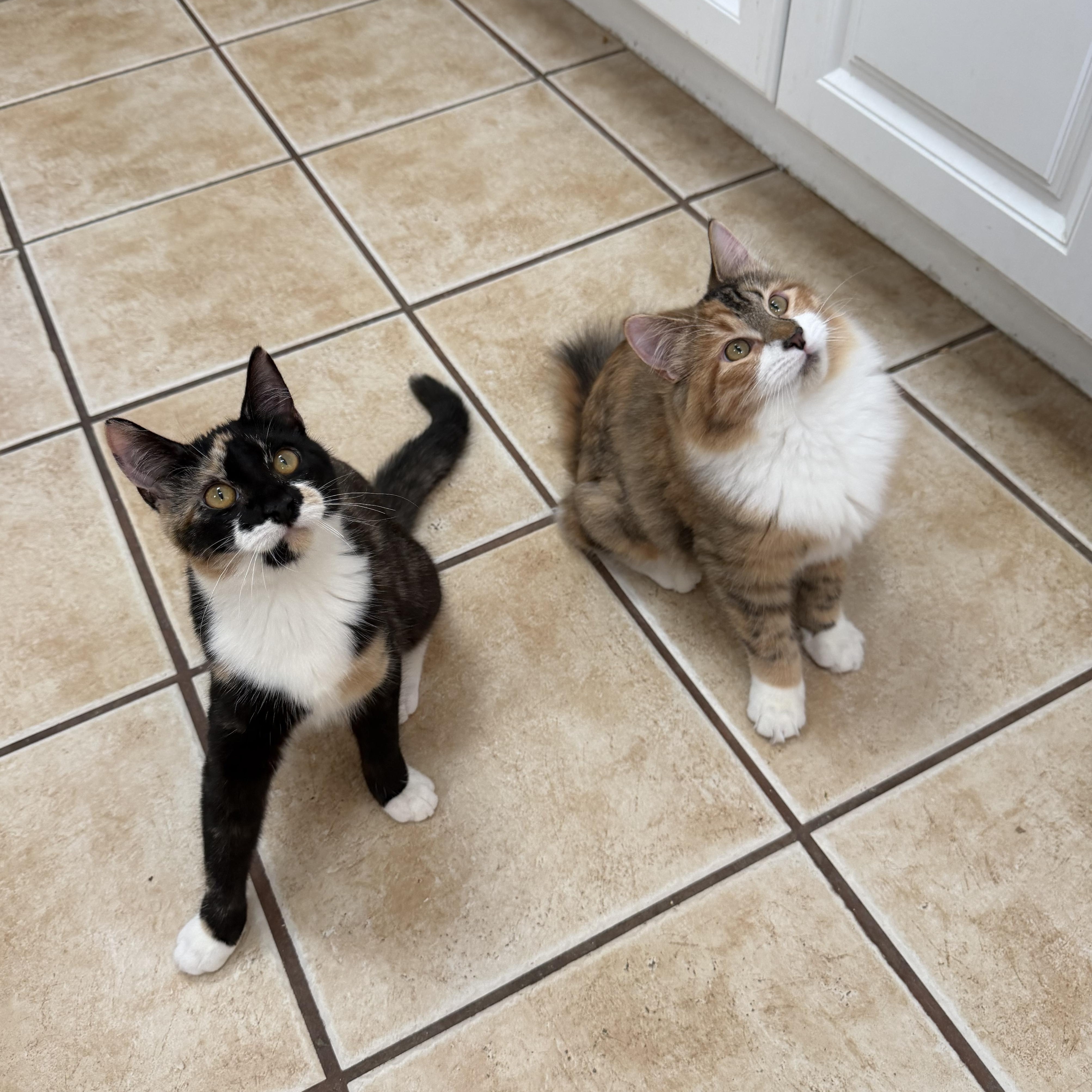 Enlarge ASPEN (& WILLOW), a Adoptable Domestic Medium Hair in Hamilton, NJ image 3/5