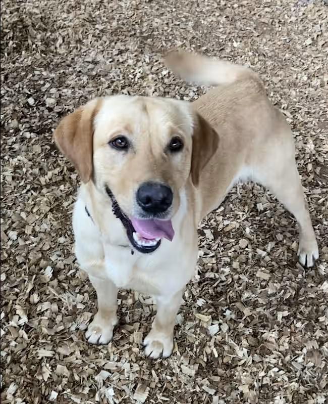 Enlarge Duke, an adopted Yellow Labrador Retriever in Huntsville, AL image 3/4