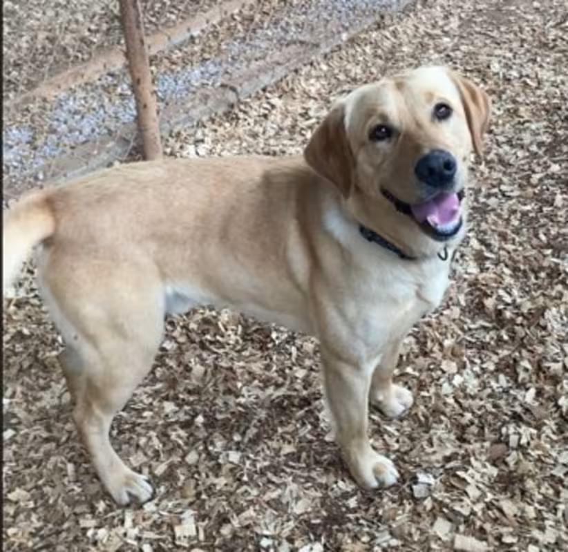 Enlarge Duke, an adopted Yellow Labrador Retriever in Huntsville, AL image 1/4
