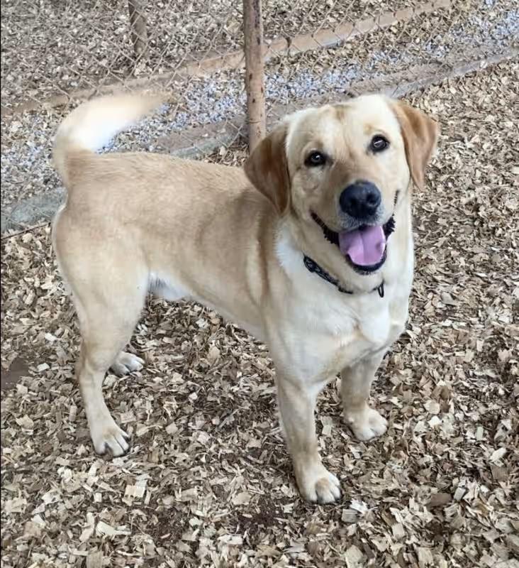 Enlarge Duke, an adopted Yellow Labrador Retriever in Huntsville, AL image 2/4