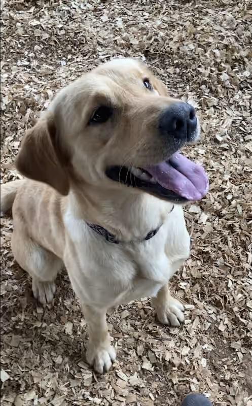Enlarge Duke, an adopted Yellow Labrador Retriever in Huntsville, AL image 4/4