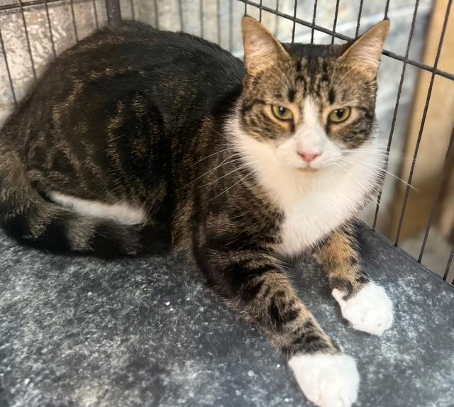 Enlarge Edric easy going big guy, a Adoptable Tabby in Jackson, GA image 1/3