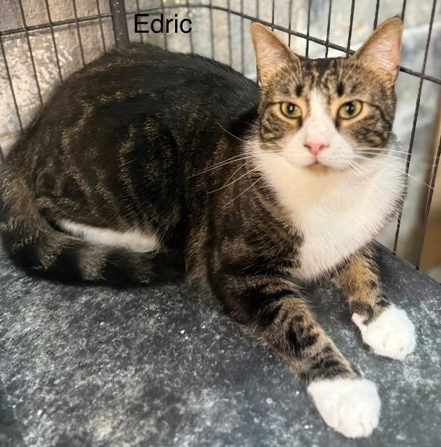 Edric easy going big guy, Adoptable, Adult Male Tabby.