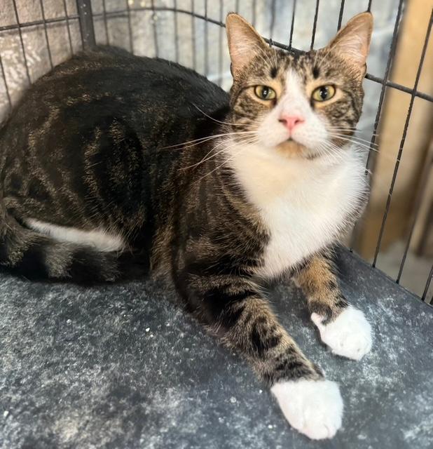 Enlarge Edric easy going big guy, a Adoptable Tabby in Jackson, GA image 3/3