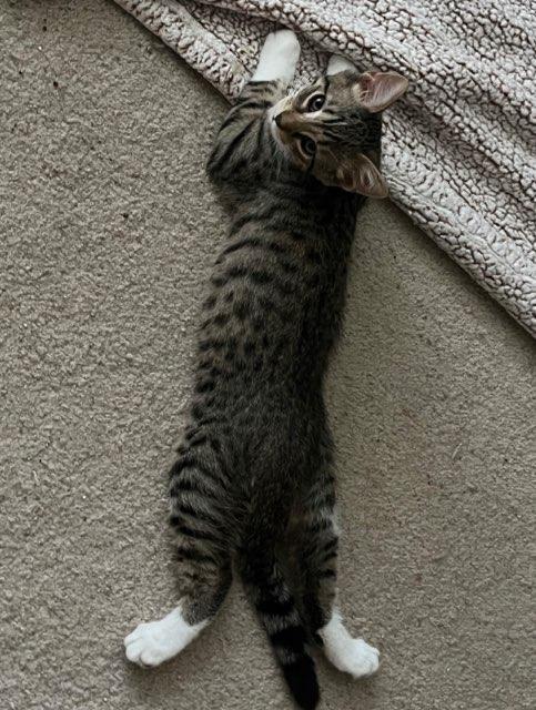 Enlarge Colby Jack, a Adoptable Domestic Short Hair in Rootstown, OH image 1/3