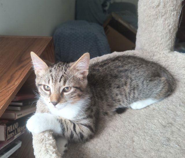 Enlarge Colby Jack, a Adoptable Domestic Short Hair in Rootstown, OH image 1/3