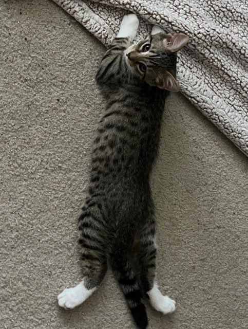 Enlarge Colby Jack, a Adoptable Domestic Short Hair in Rootstown, OH image 3/3