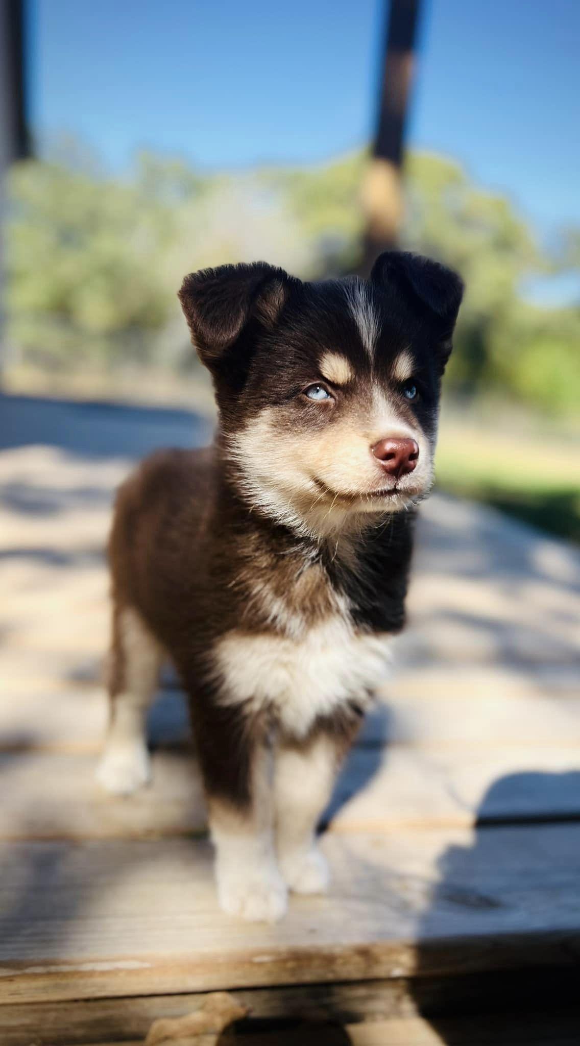 Fergus, Adopted, Puppy Male Siberian Husky.