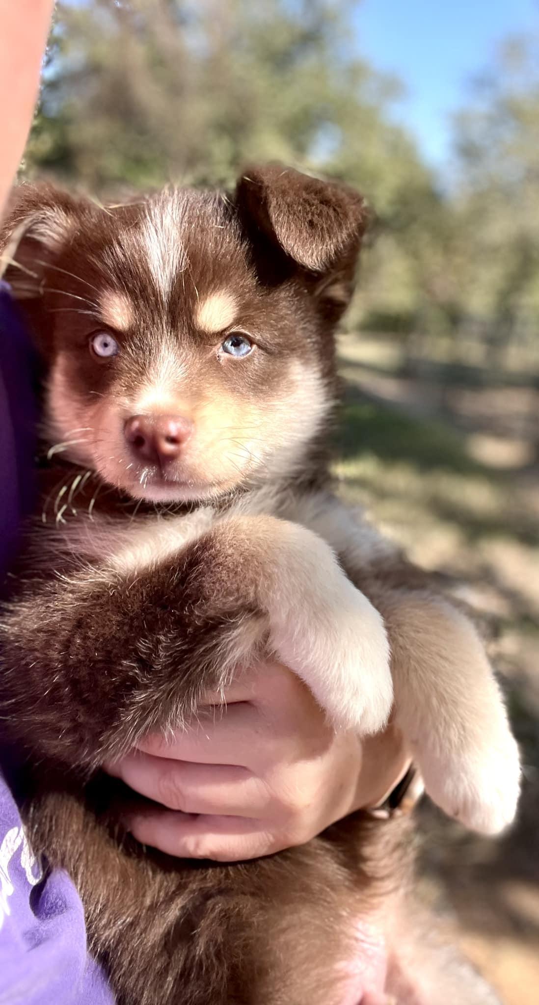 Enlarge Fergus, a Adopted mixed breed in Itasca, TX image 2/6