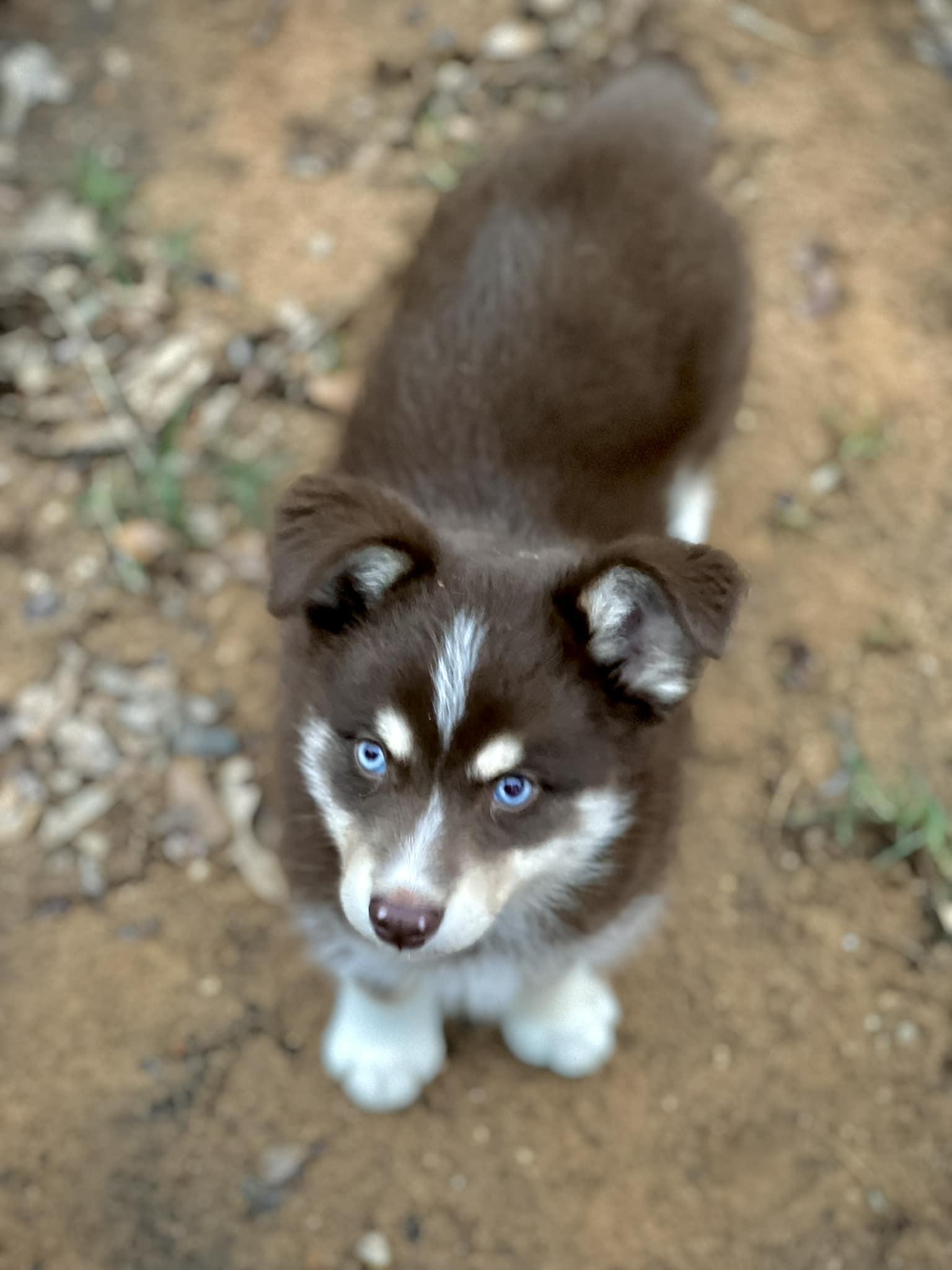 Enlarge Fergus, a Adopted mixed breed in Itasca, TX image 3/6