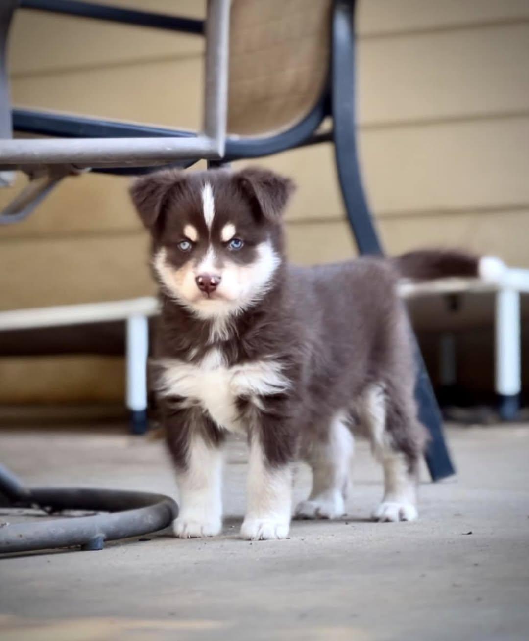 Enlarge Fergus, a Adopted mixed breed in Itasca, TX image 4/6