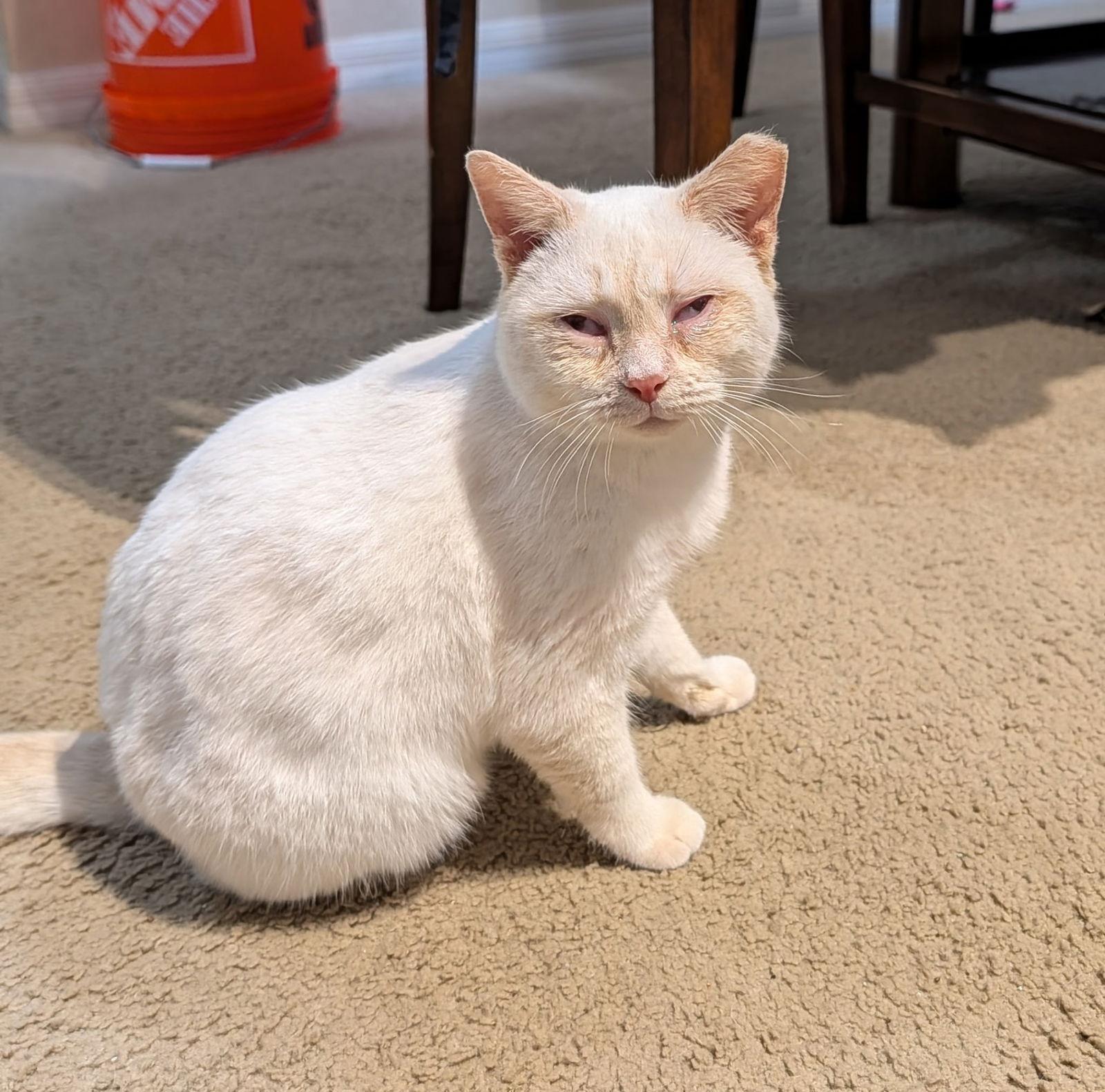 Enlarge Fireball 4.24.24, a Adoptable mixed breed in Apopka, FL image 1/2