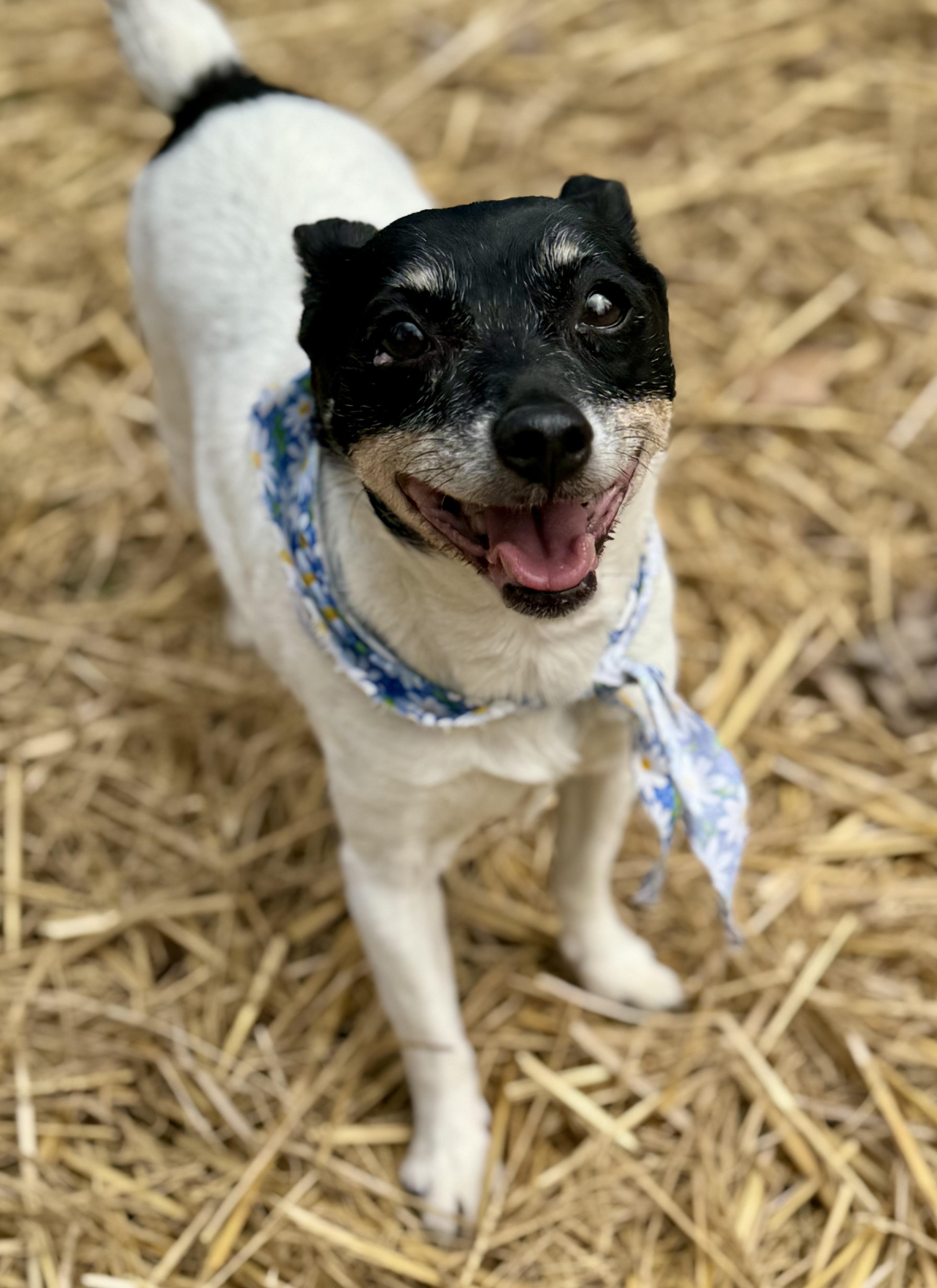 Rooney, a Adoptable Rat Terrier in Bradfordwoods, PA image 1/6