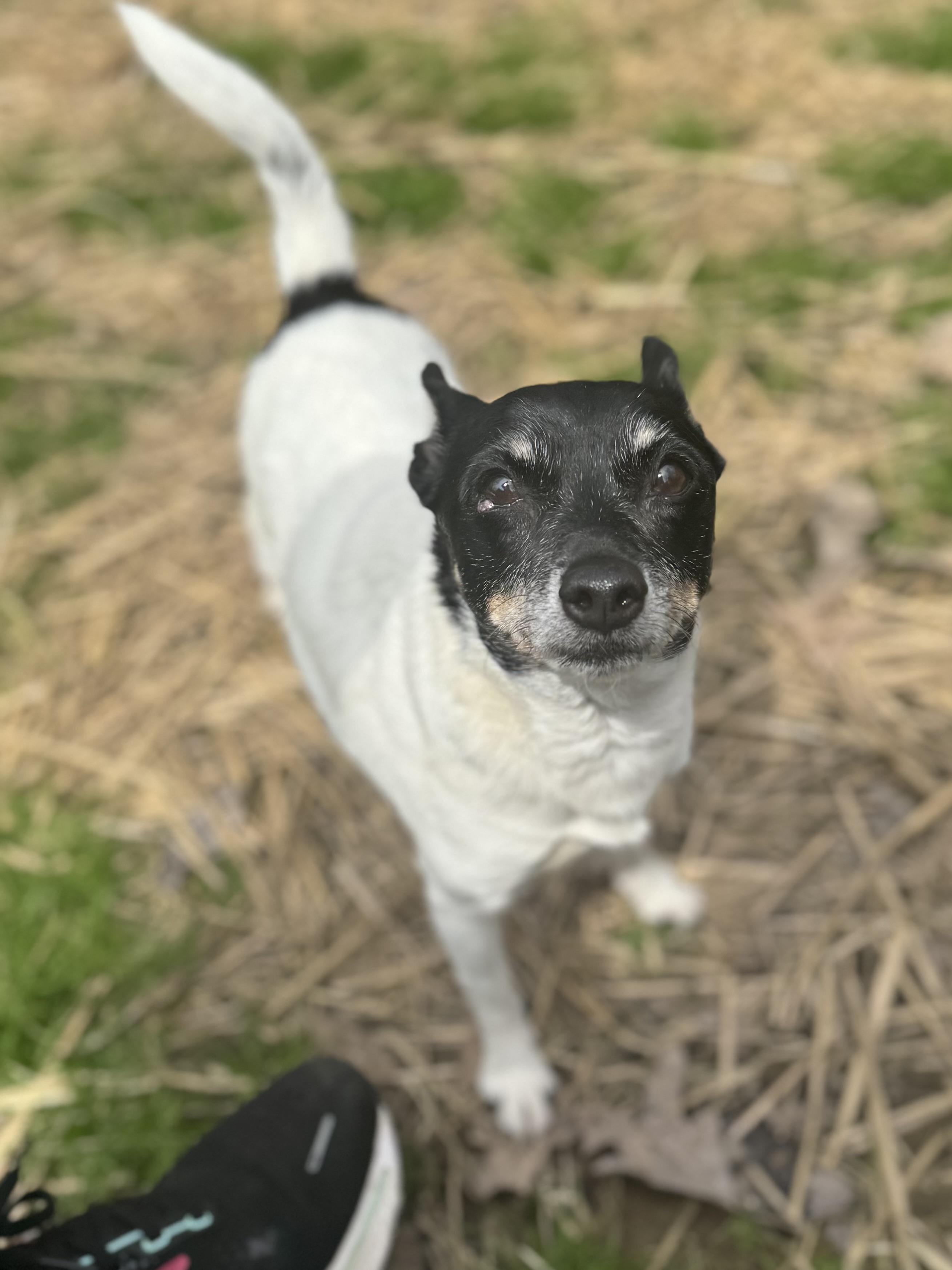 Rooney, a Adoptable Rat Terrier in Bradfordwoods, PA image 3/6