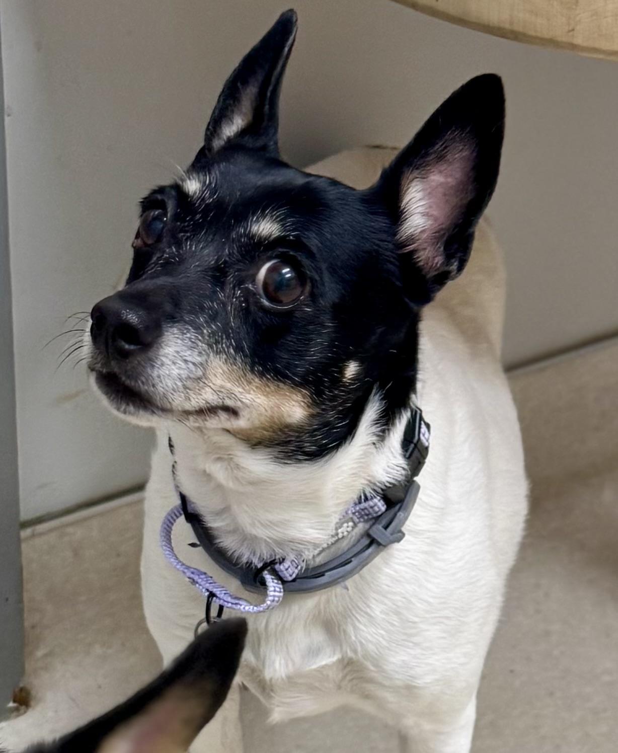 Rooney, a Adoptable Rat Terrier in Bradfordwoods, PA image 4/6