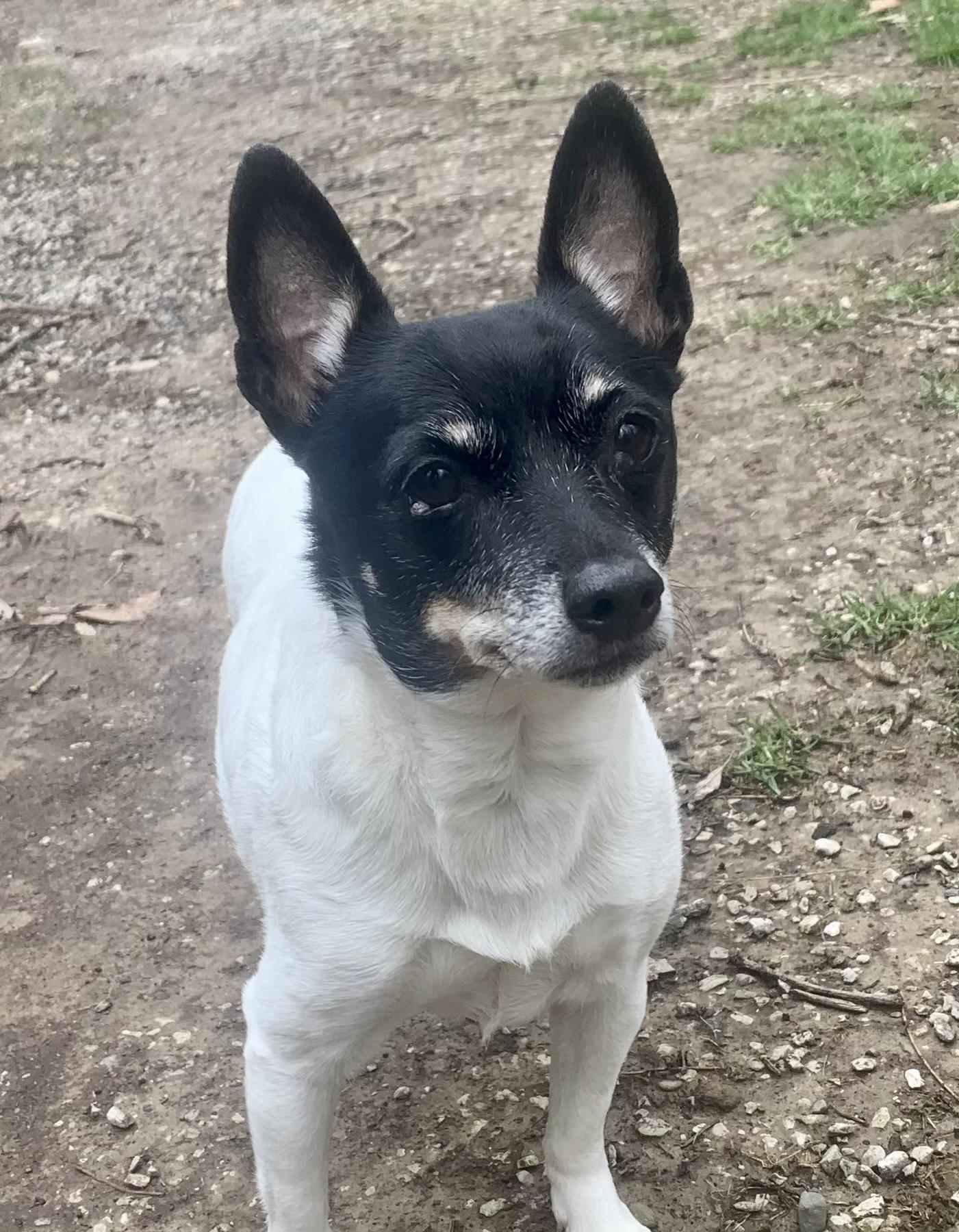 Rooney, a Adoptable Rat Terrier in Bradfordwoods, PA image 5/6