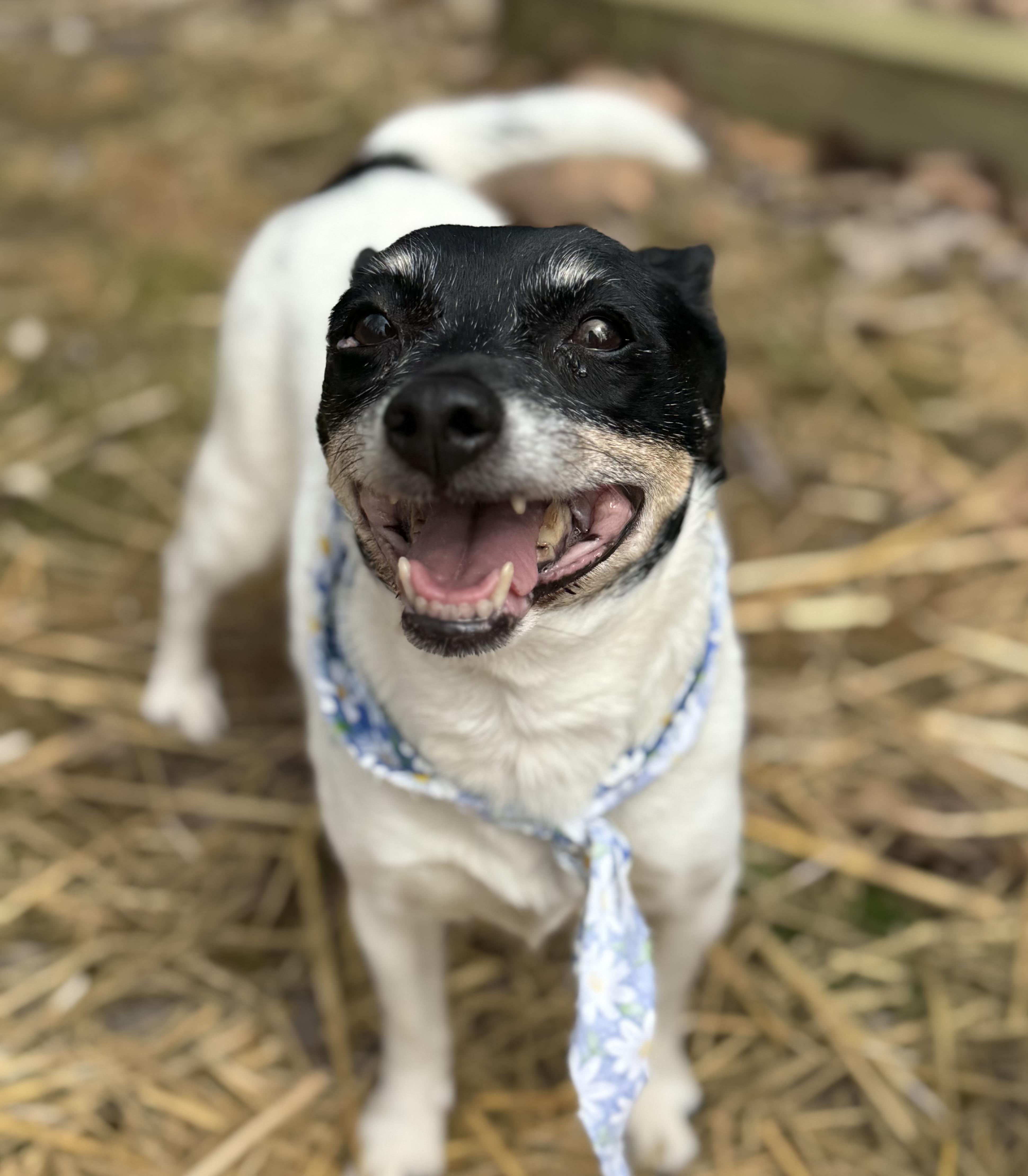 Rooney, Adoptable, Senior Female Rat Terrier.