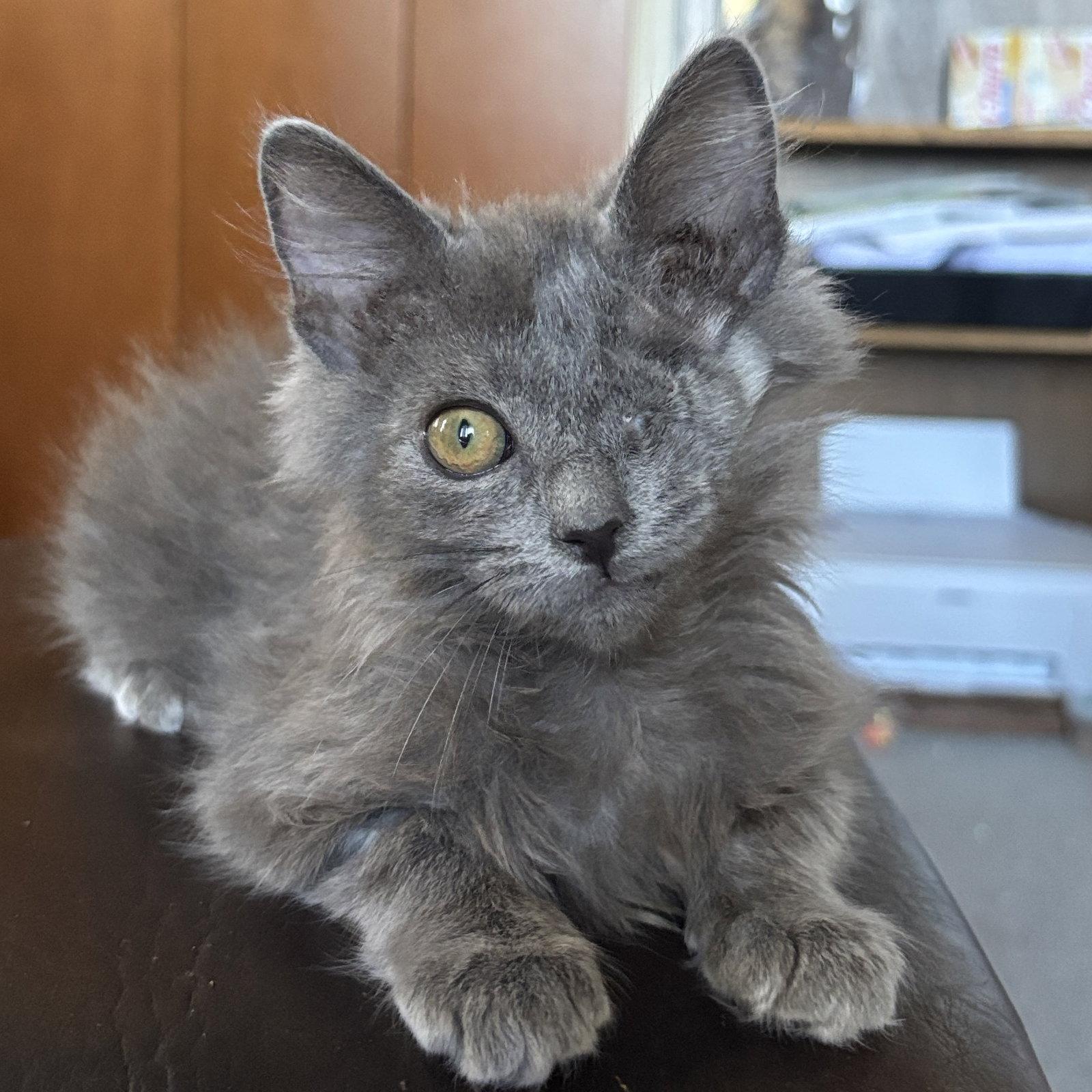 Wally, Adopted, Kitten Male Domestic Medium Hair.