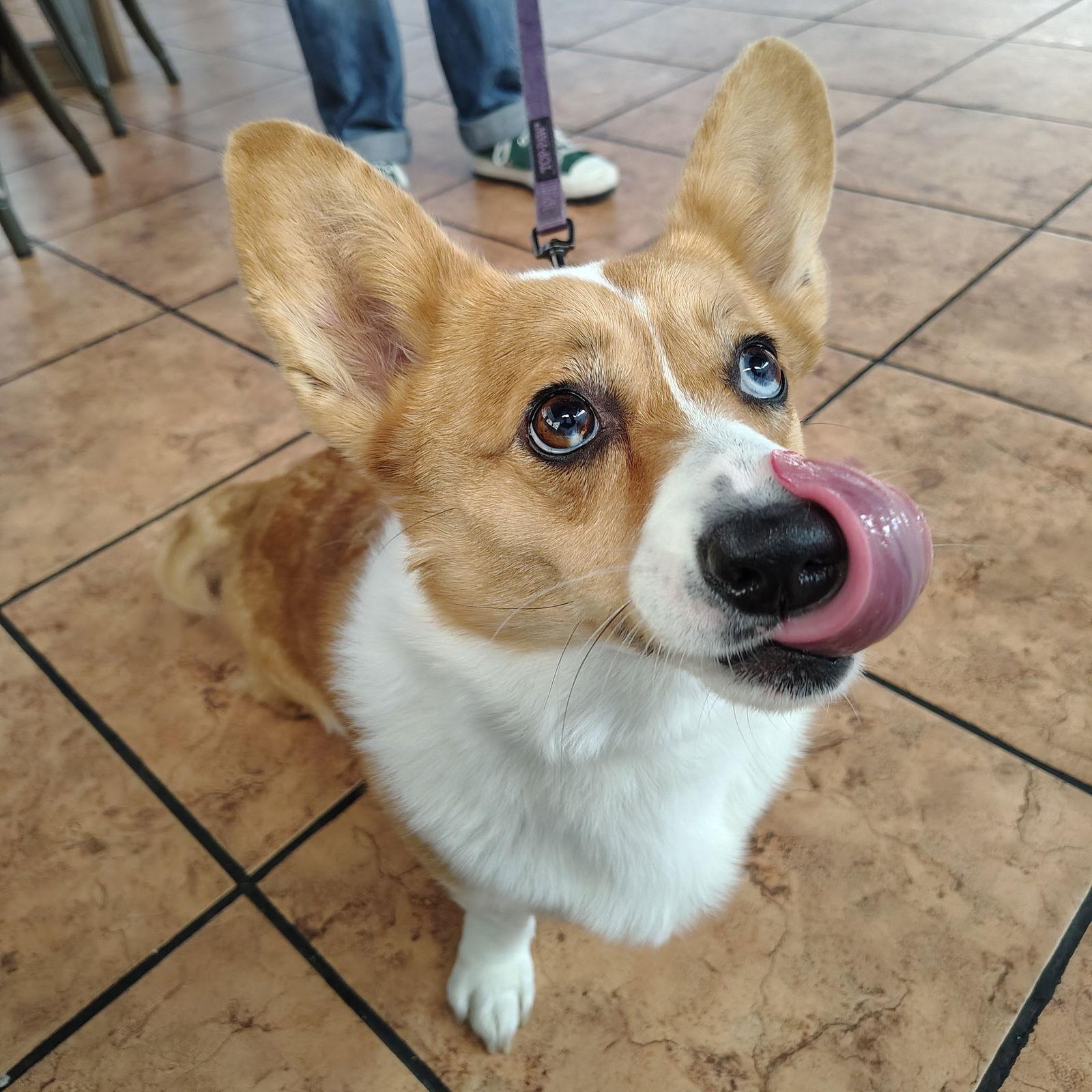 Enlarge Daisy, a Adoptable Corgi in San Jose, CA image 3/3