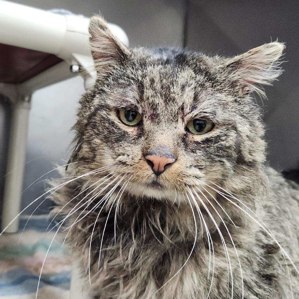 Enlarge Rufus, a Adoptable Domestic Medium Hair in Redwood Falls, MN image 1/1