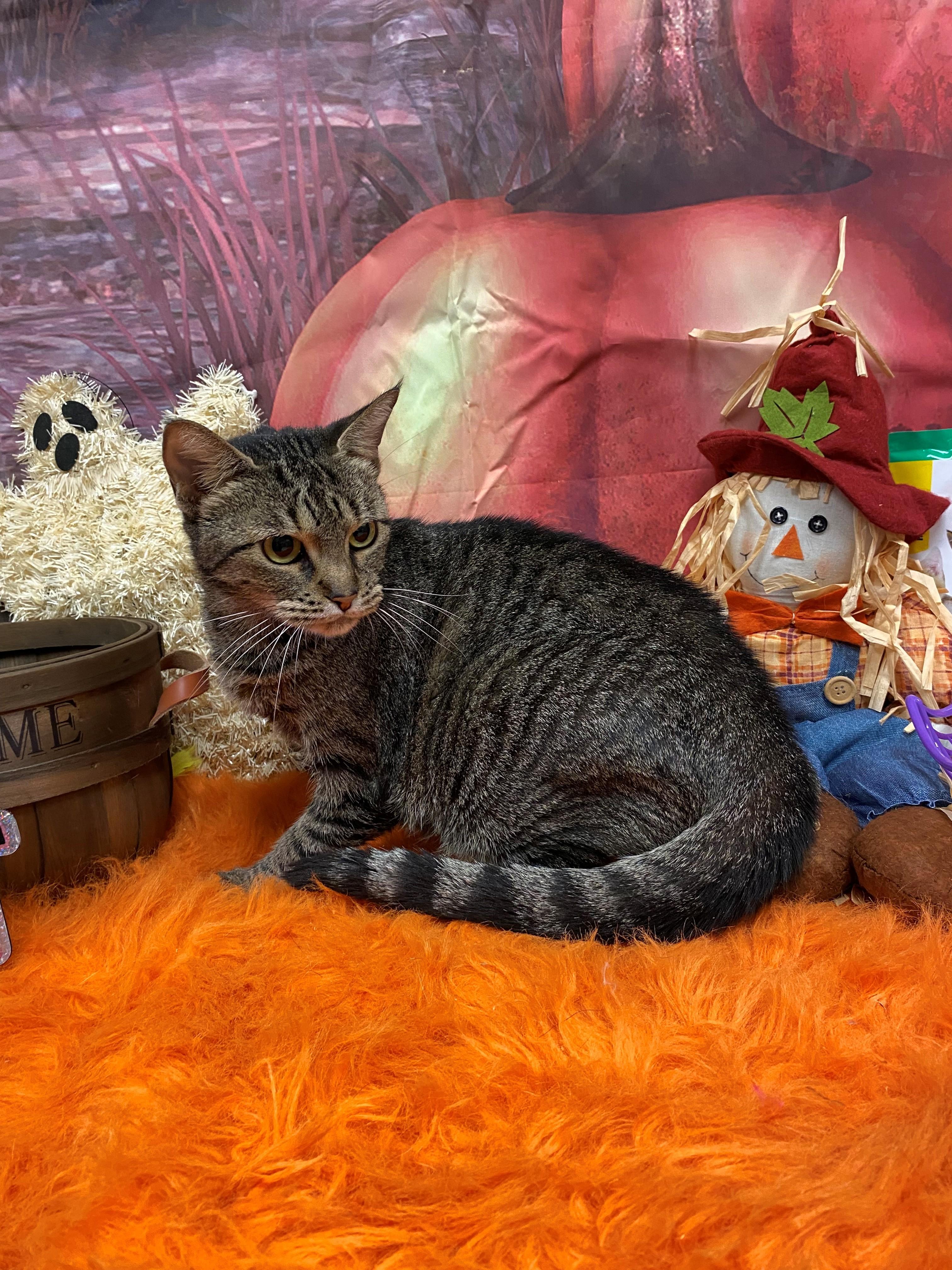 Enlarge Diva 59084605, a Adoptable Domestic Short Hair in Harvey , LA image 1/1