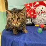 Diva 59084605, Adoptable, Adult Female Domestic Short Hair.