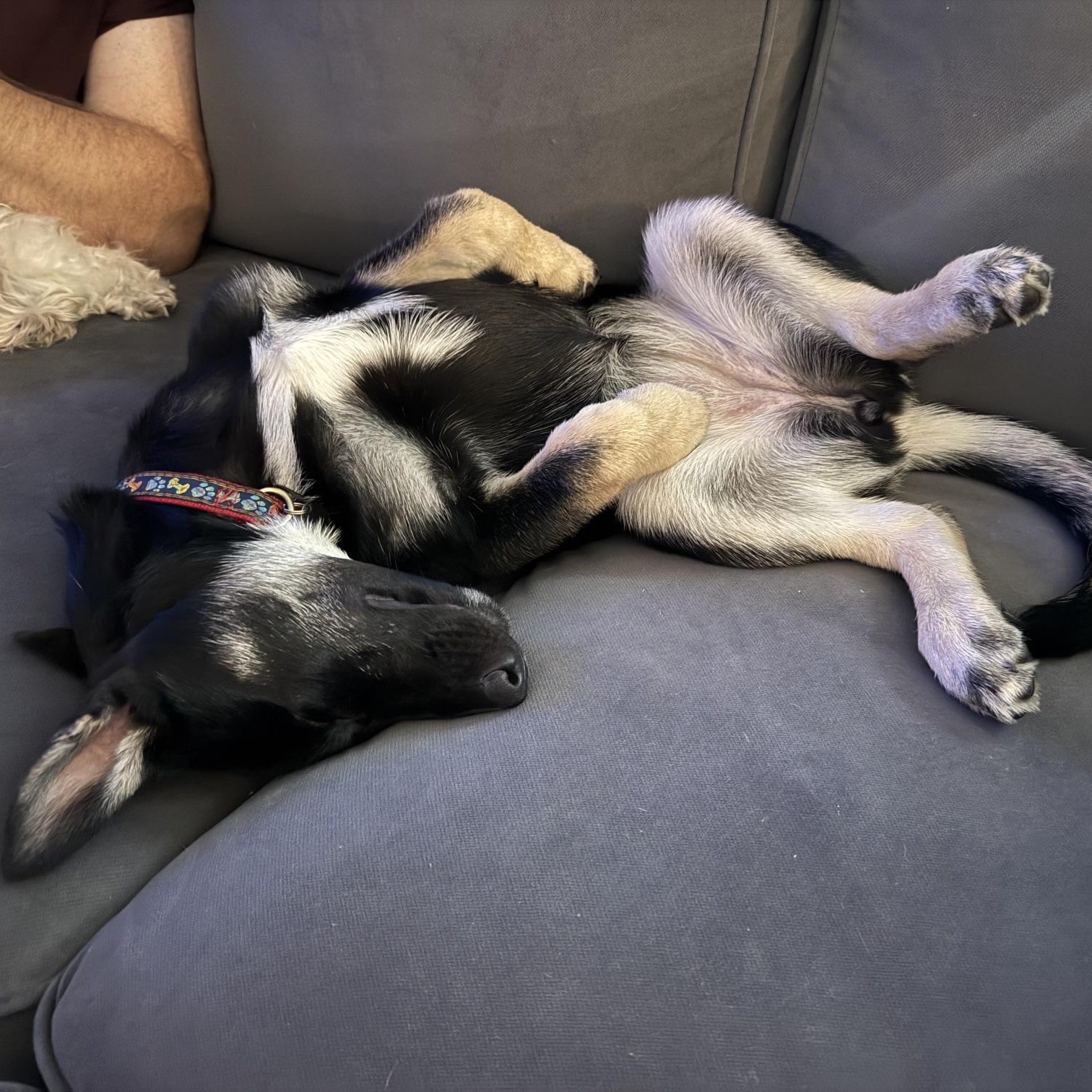 Enlarge Asha, a Adopted mixed breed in Richmond, VA image 3/5