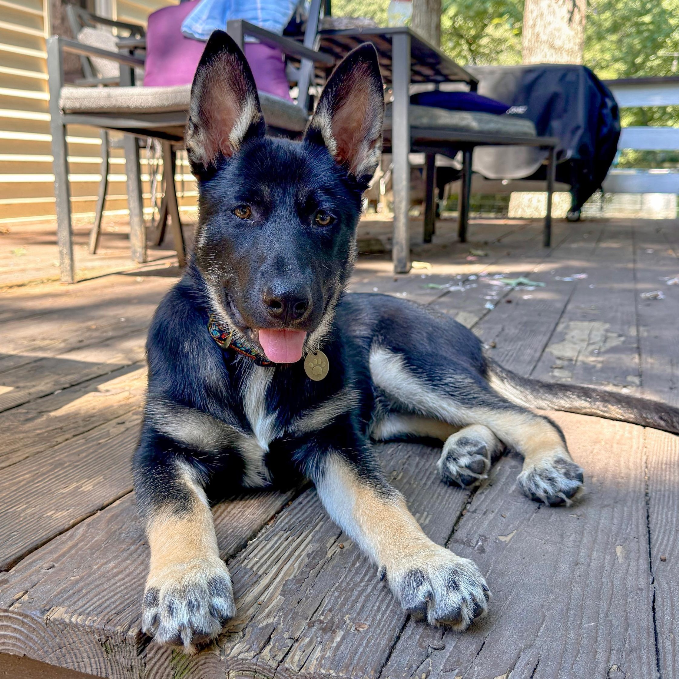 Asha, Adopted, Puppy Female German Shepherd Dog & Siberian Husky.