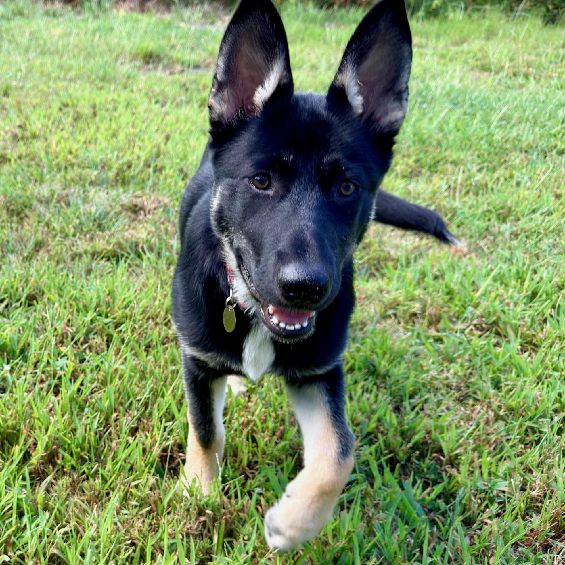 Enlarge Asha, a Adopted mixed breed in Richmond, VA image 2/5