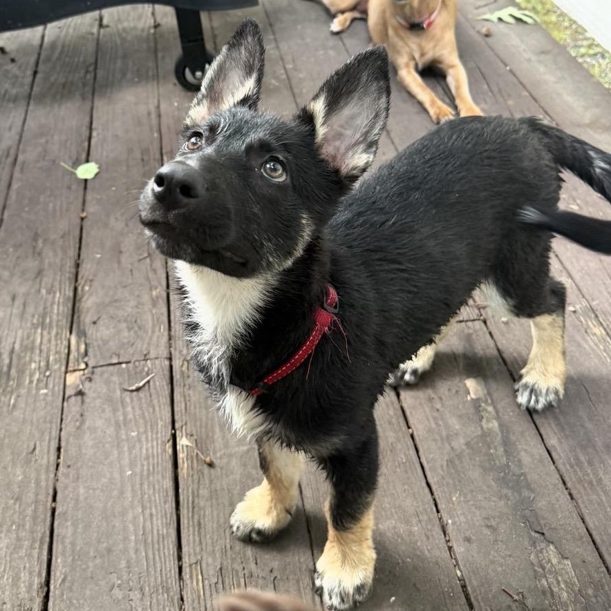 Enlarge Asha, a Adopted mixed breed in Richmond, VA image 5/5