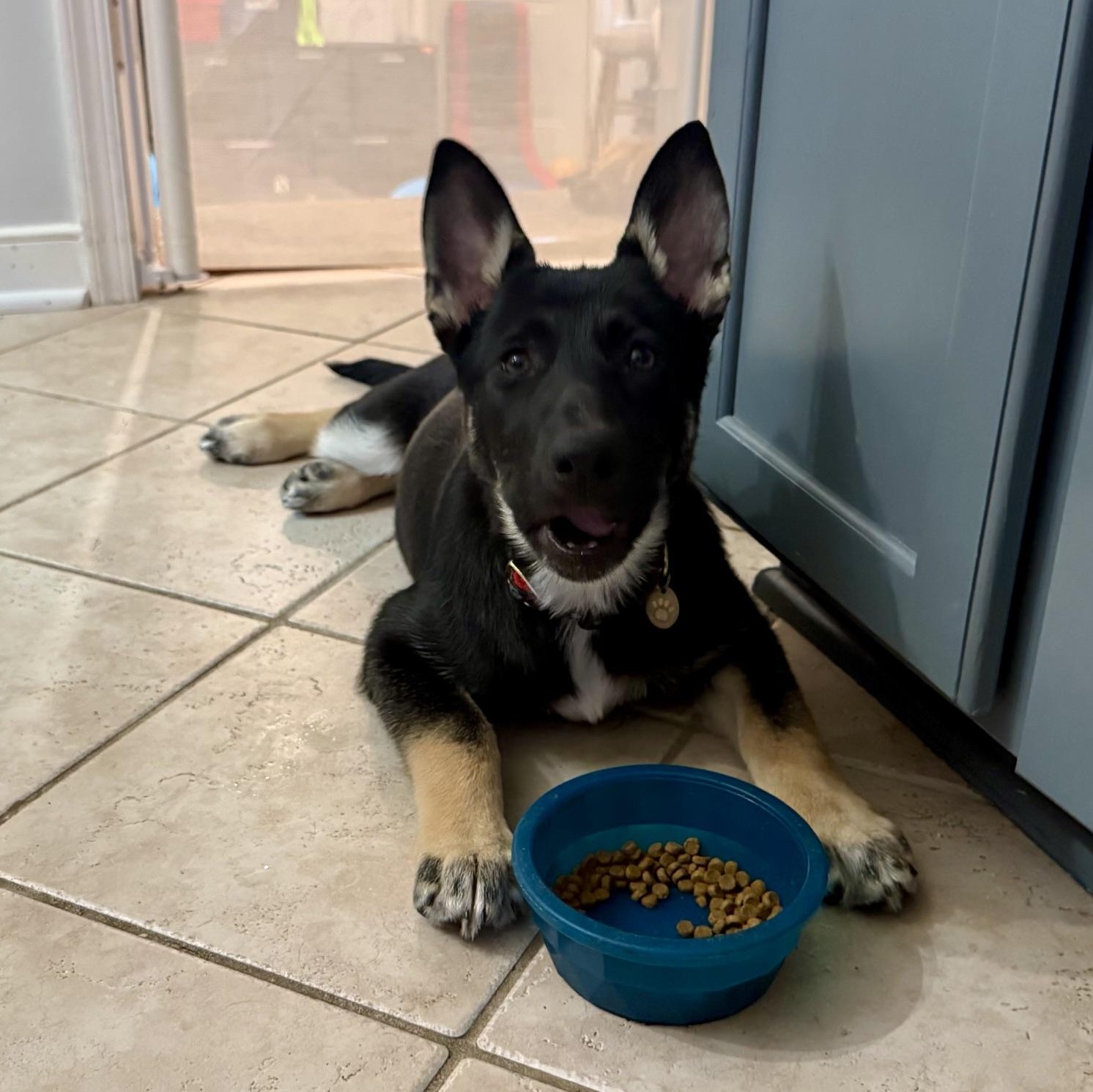 Enlarge Asha, a Adopted mixed breed in Richmond, VA image 4/5