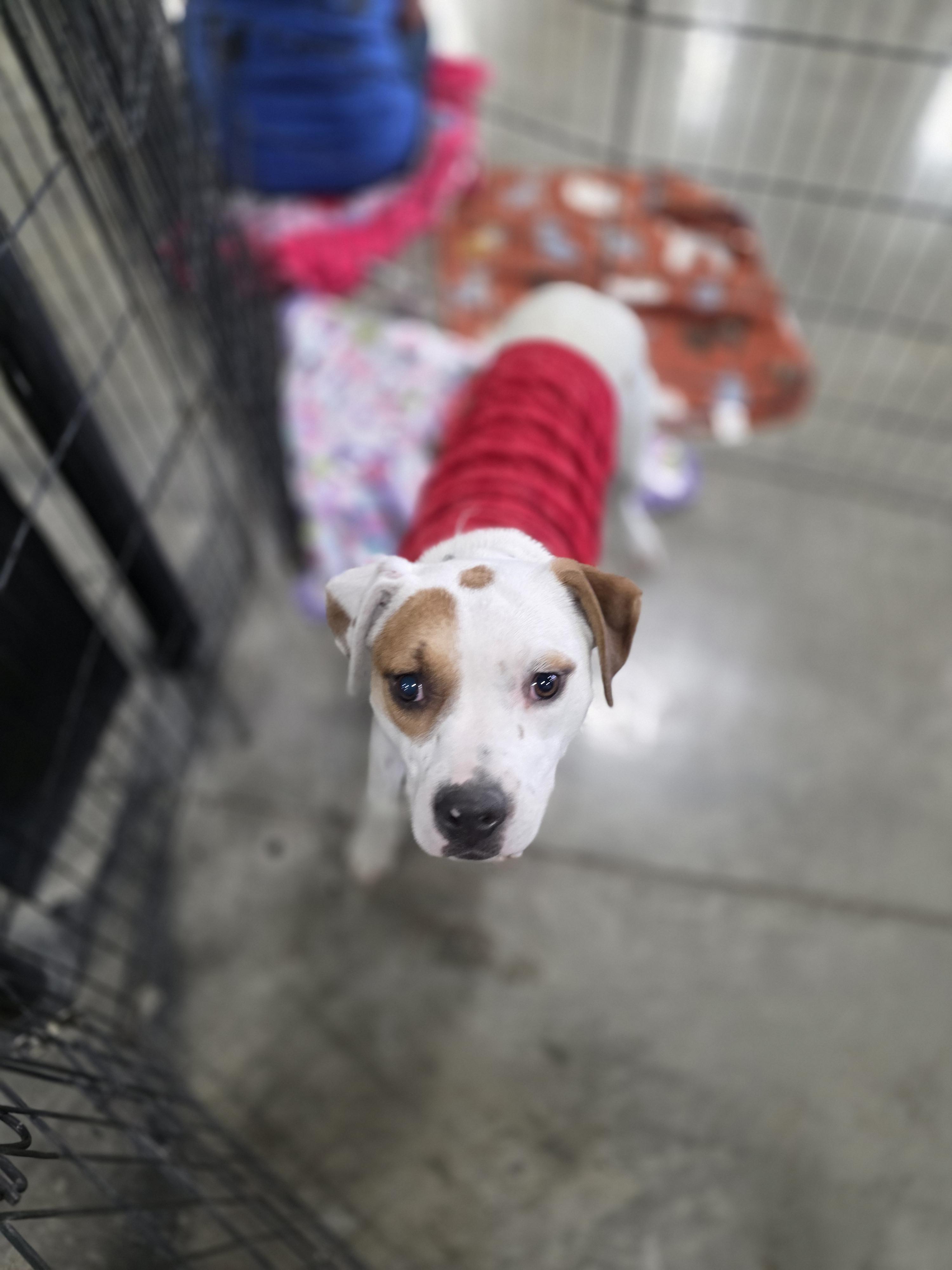 Enlarge Clover, a Adoptable mixed breed in Salamanca, NY image 3/5