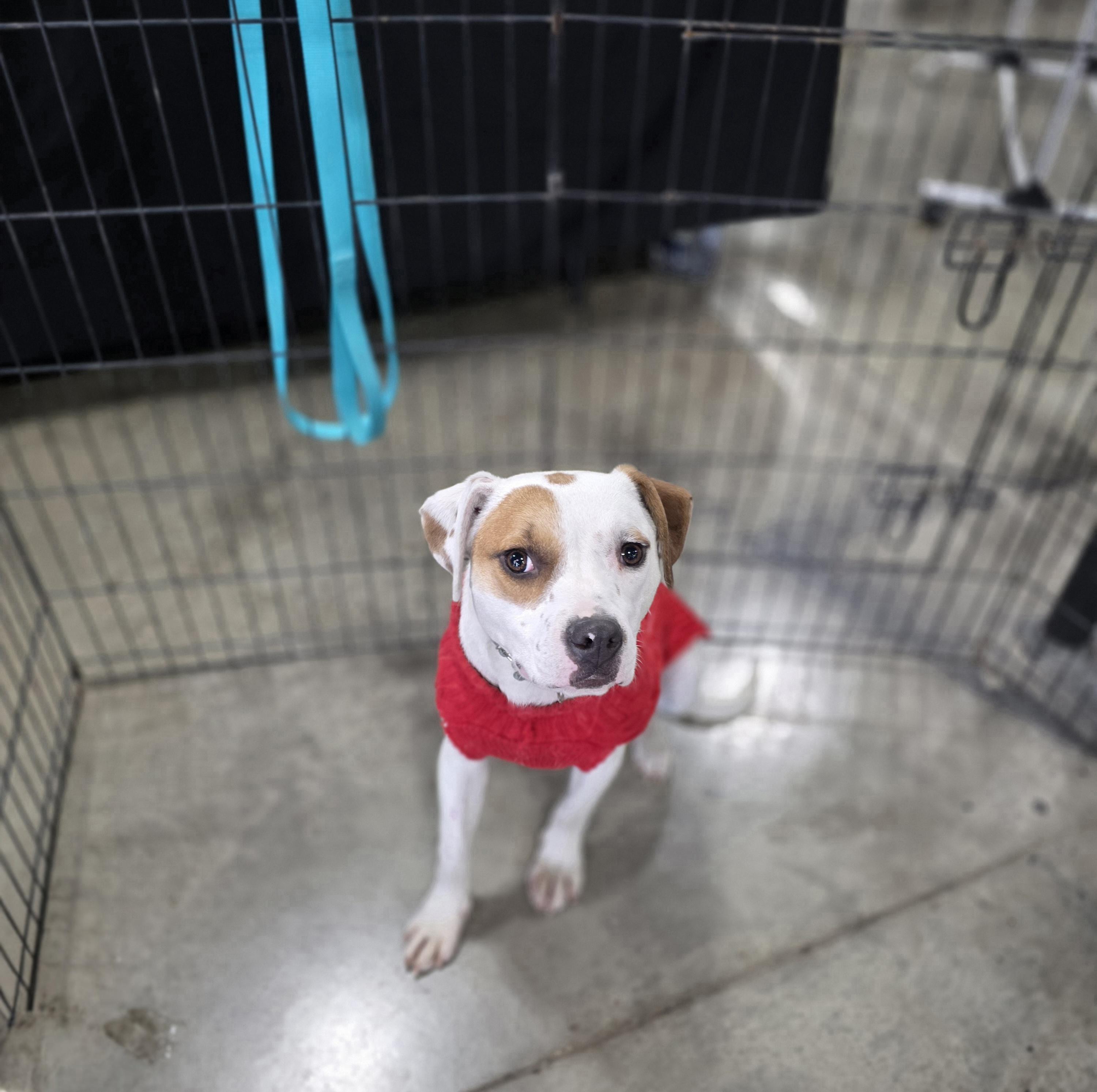 Enlarge Clover, a Adoptable mixed breed in Salamanca, NY image 2/5