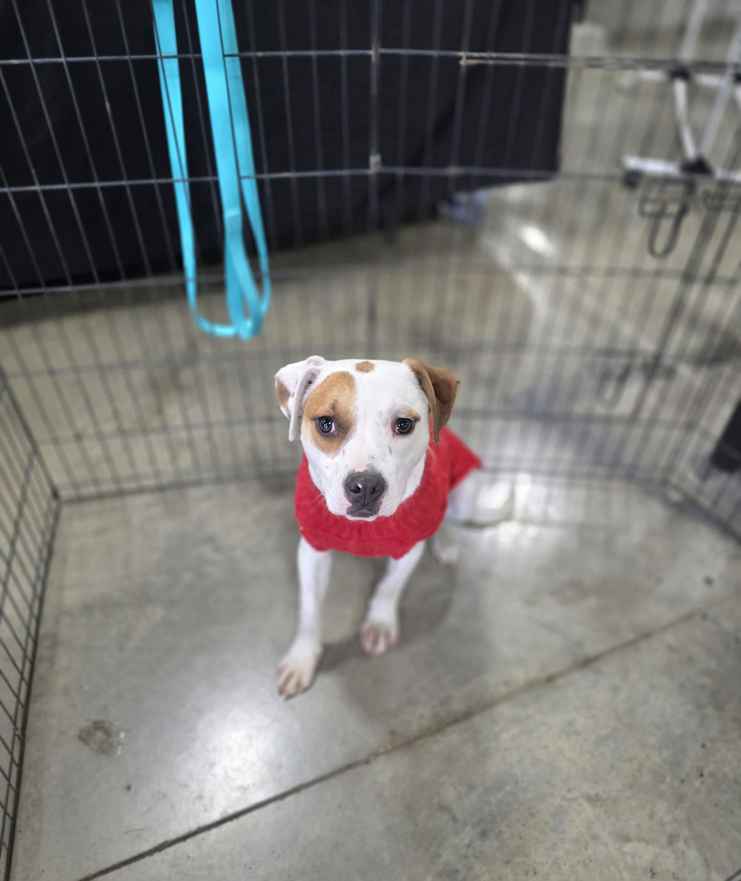 Enlarge Clover, a Adoptable mixed breed in Salamanca, NY image 1/5