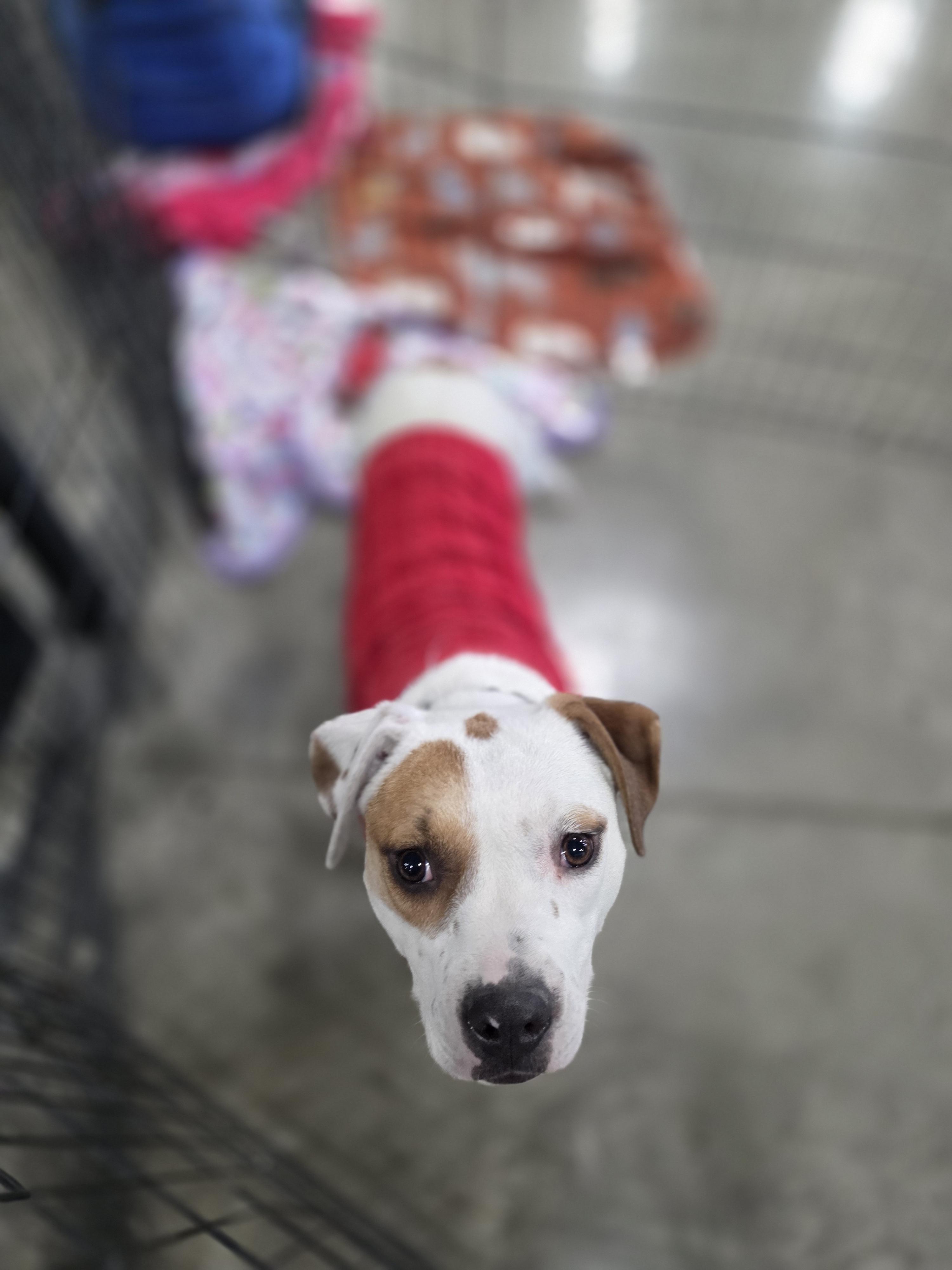 Enlarge Clover, a Adoptable mixed breed in Salamanca, NY image 4/5