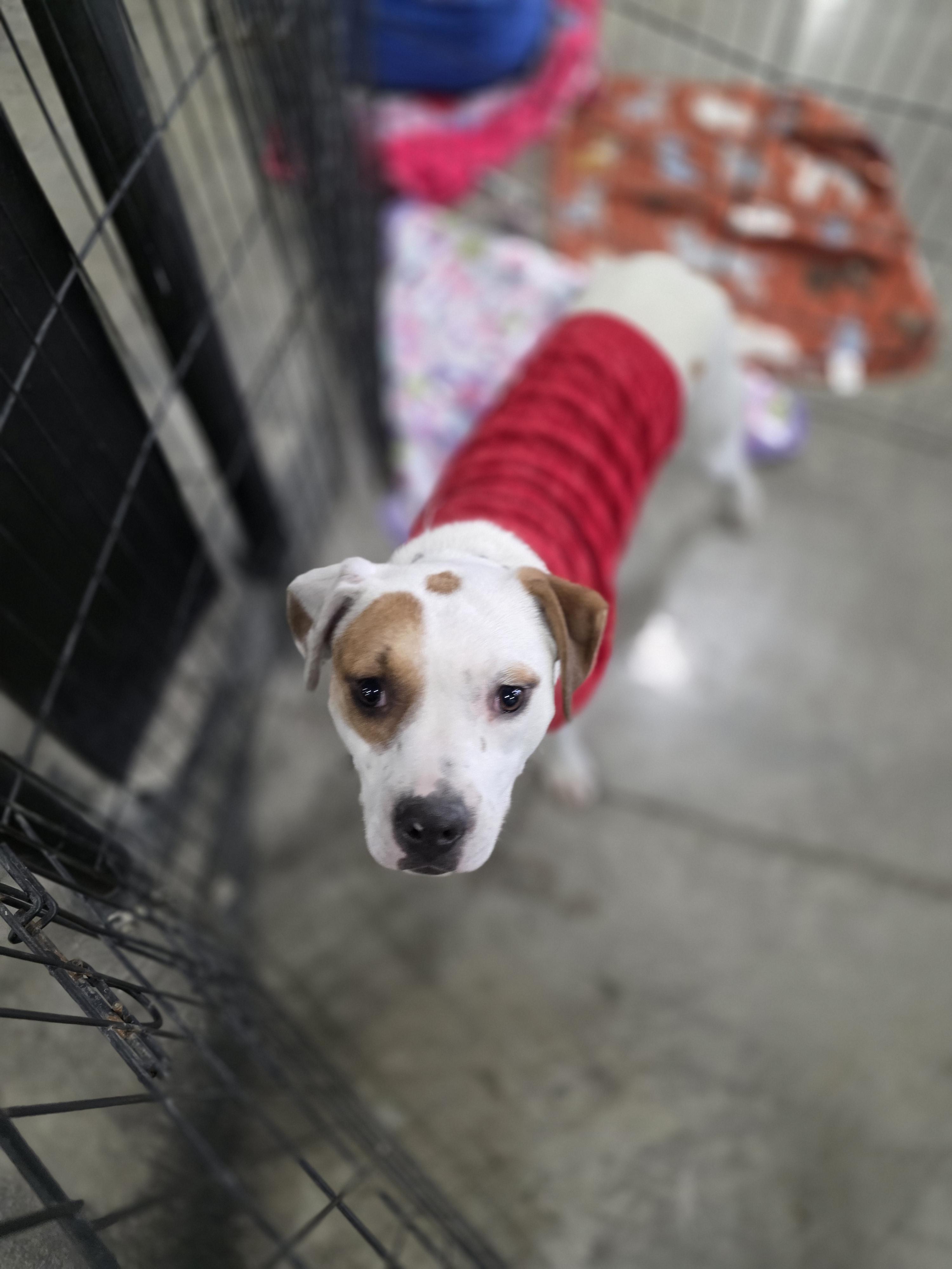 Enlarge Clover, a Adoptable mixed breed in Salamanca, NY image 5/5