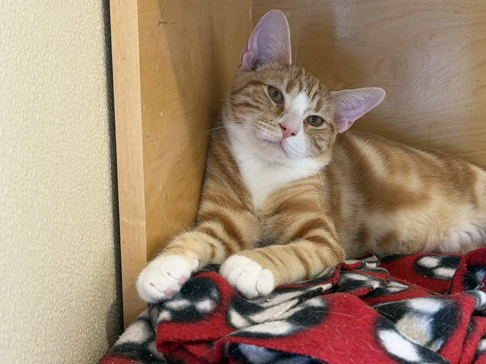 Enlarge HEATHCLIFF-NO ADOPTION FEE, a Adopted Tabby in San Clemente, CA image 1/2