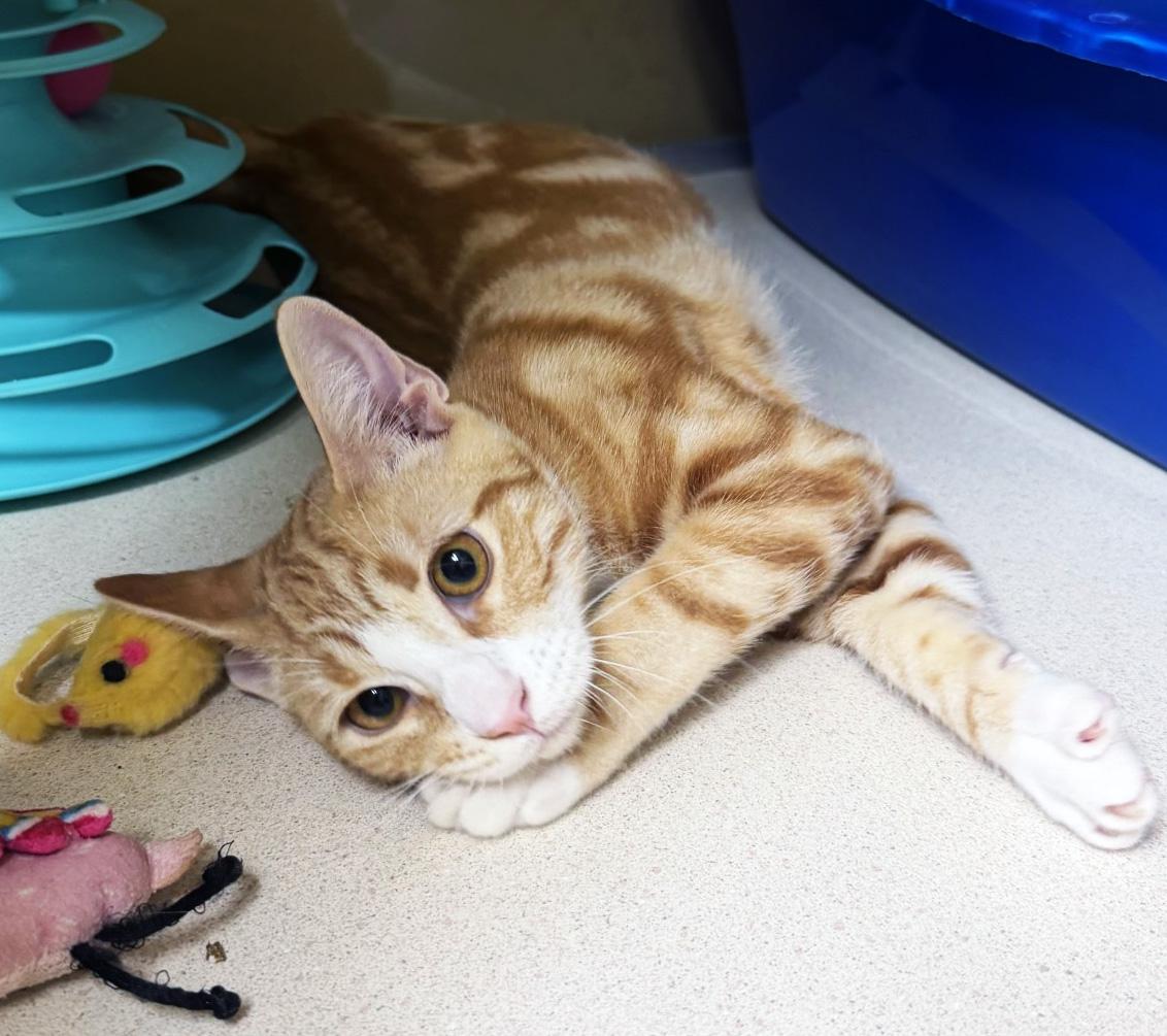 Enlarge HEATHCLIFF-NO ADOPTION FEE, a Adopted Tabby in San Clemente, CA image 2/2