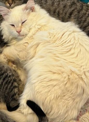 Big Fluff, Adoptable, Adult Male Domestic Long Hair & Domestic Short Hair.