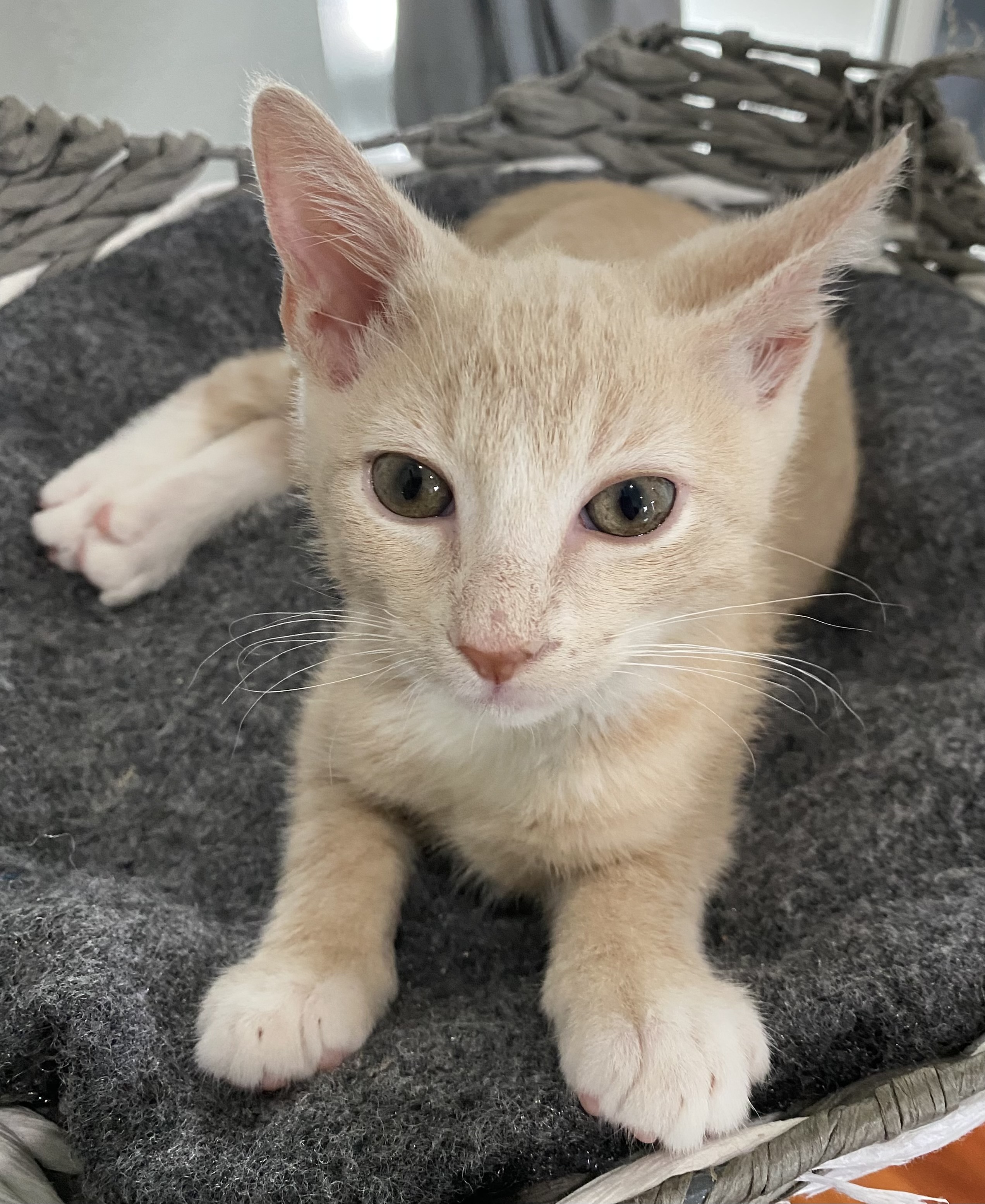 Wilbur, Adopted, Kitten Male Domestic Short Hair.