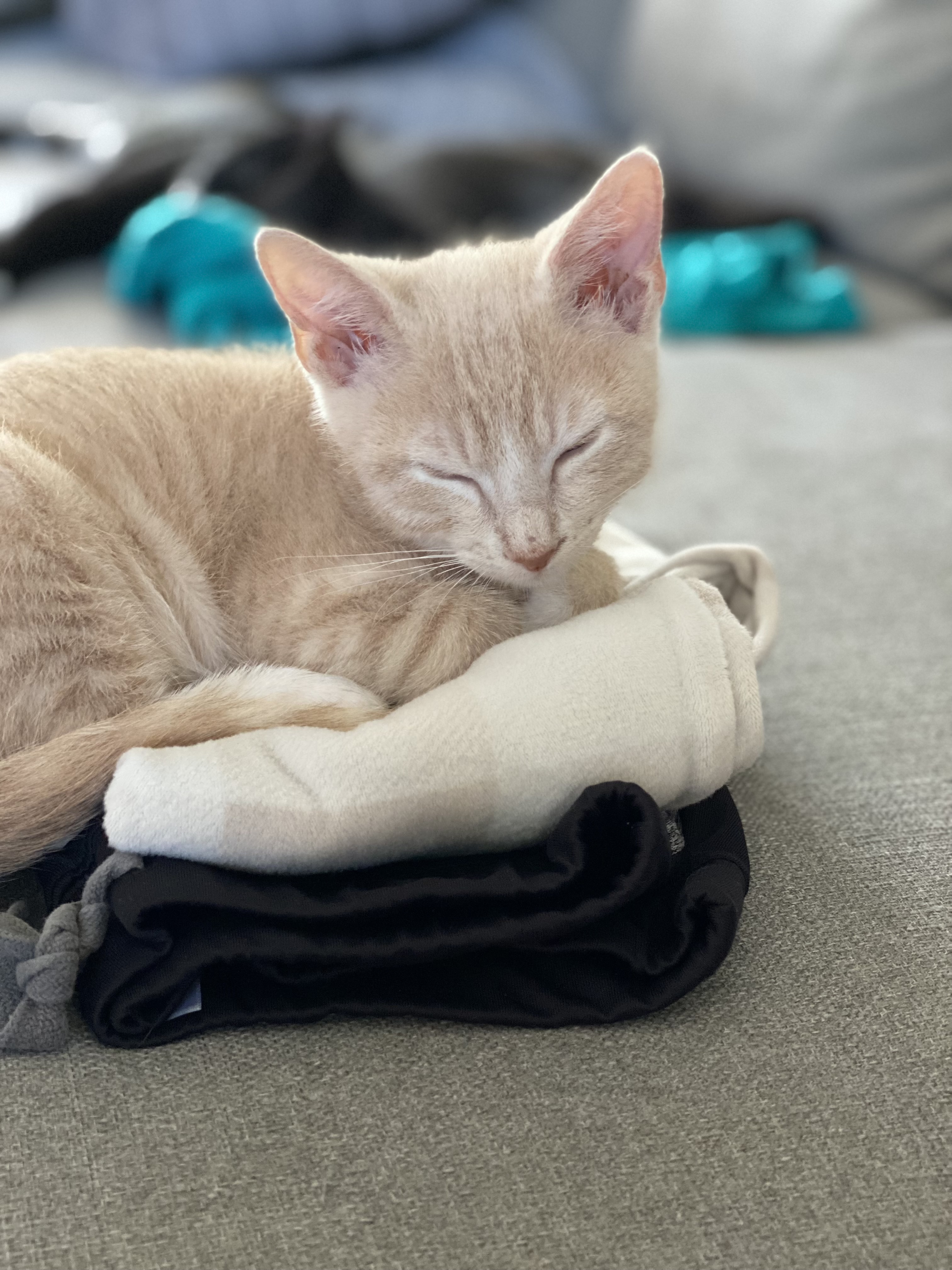 Enlarge Wilbur, a Adopted Domestic Short Hair in Satellite Beach, FL image 2/6