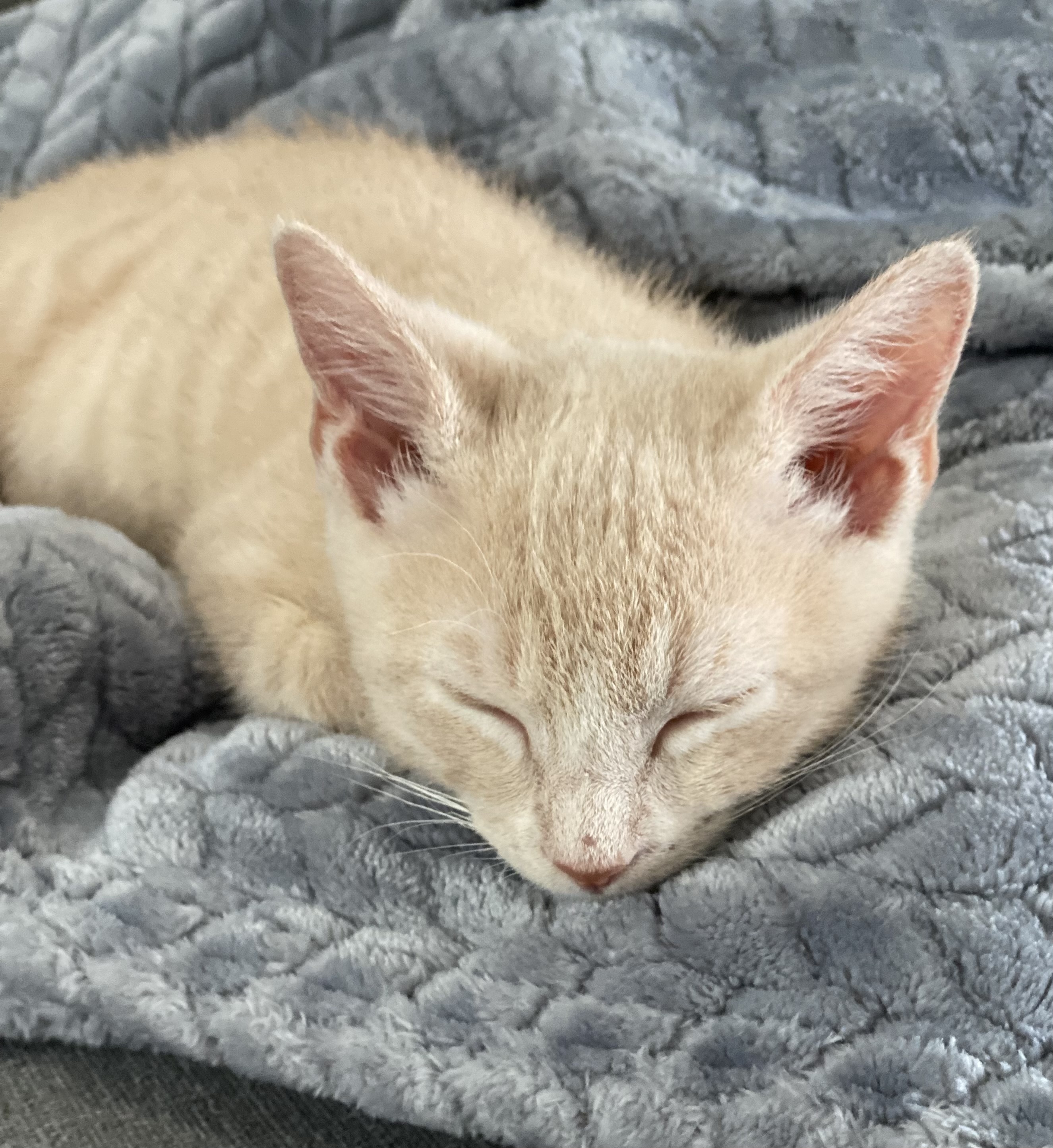 Enlarge Wilbur, a Adopted Domestic Short Hair in Satellite Beach, FL image 5/6