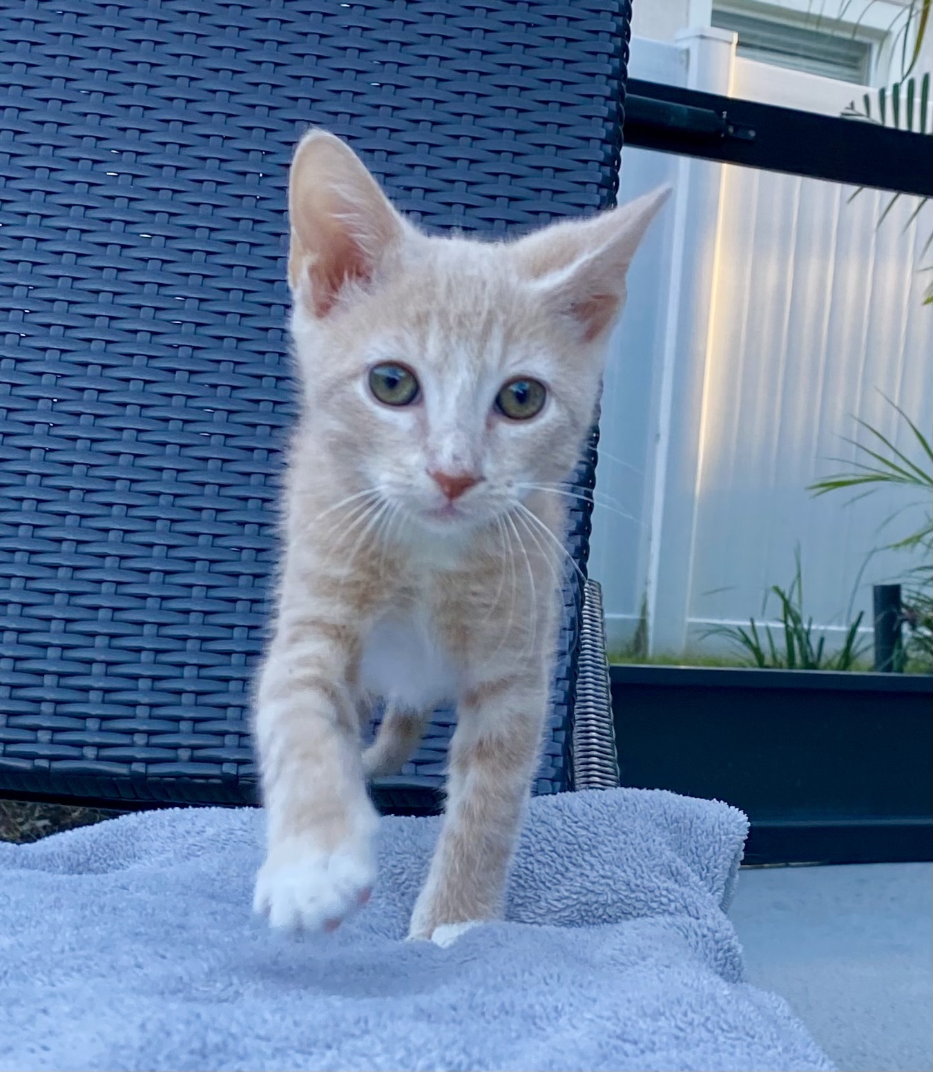 Enlarge Wilbur, a Adopted Domestic Short Hair in Satellite Beach, FL image 6/6