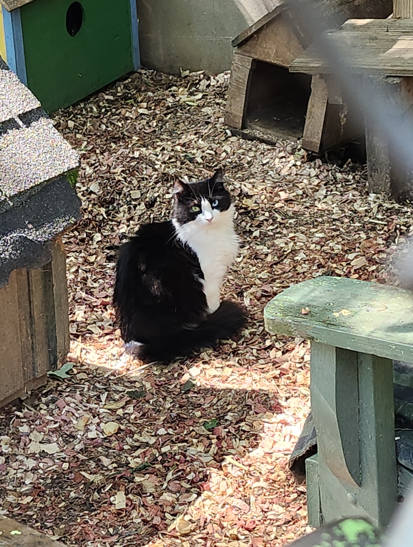 Farm cats, a Adoptable Domestic Short Hair in Jasper, GA image 1/6