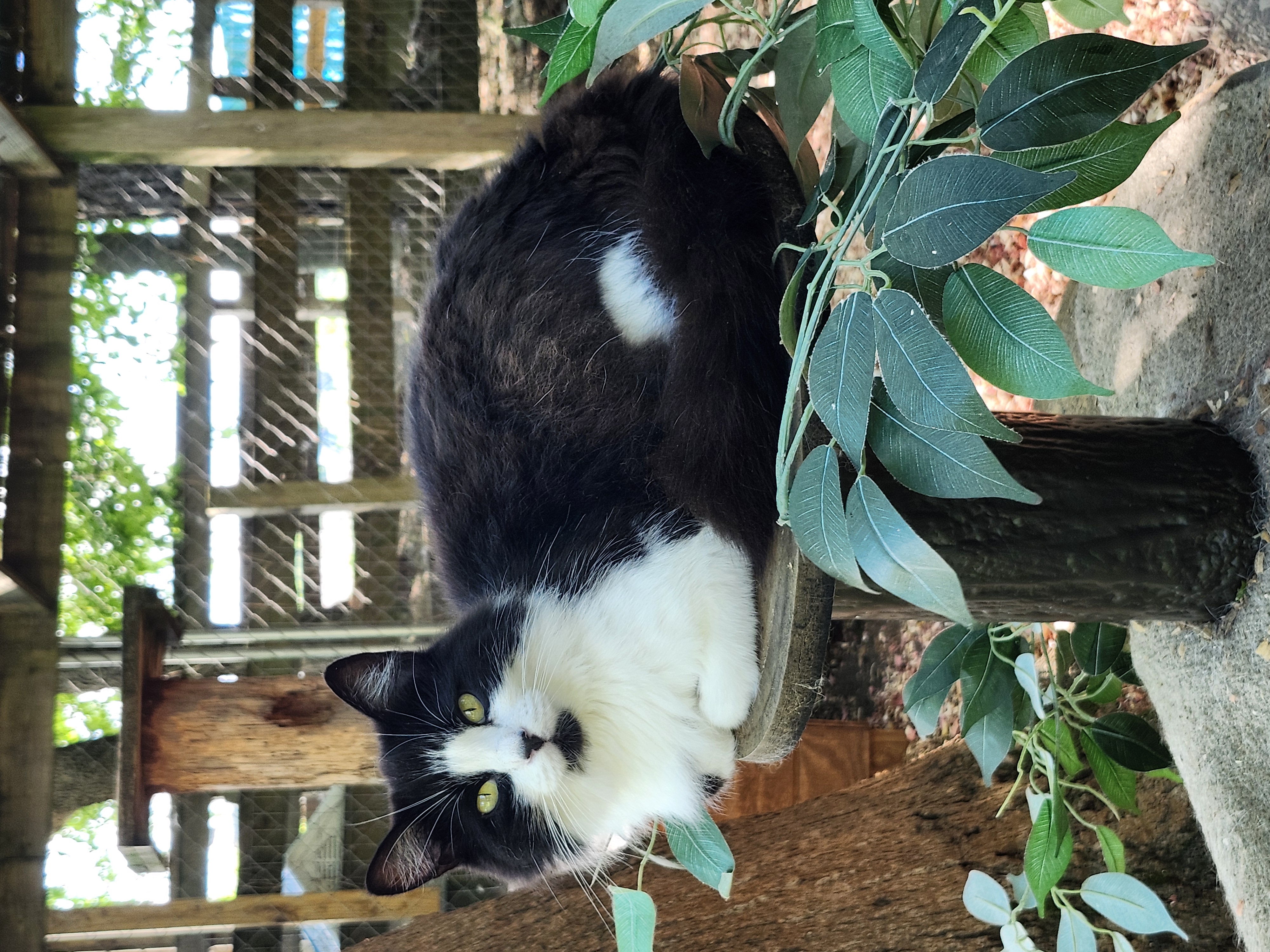 Farm cats, a Adoptable Domestic Short Hair in Jasper, GA image 2/6