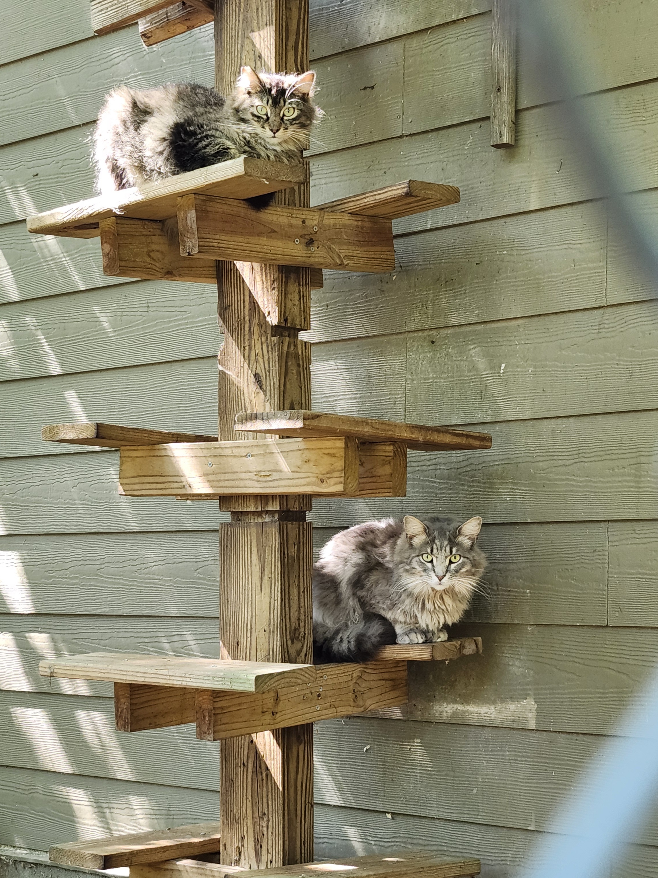Farm cats, a Adoptable Domestic Short Hair in Jasper, GA image 3/6