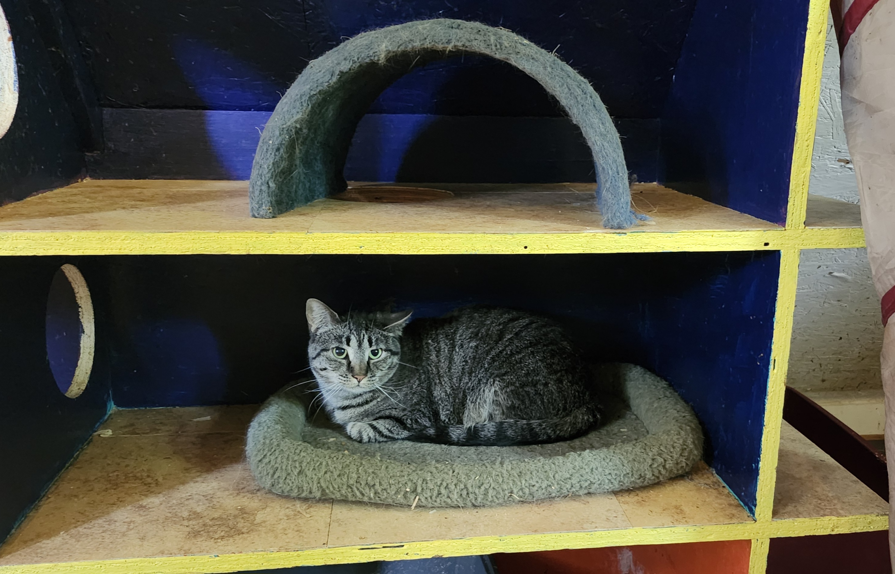 Farm cats, a Adoptable Domestic Short Hair in Jasper, GA image 4/6