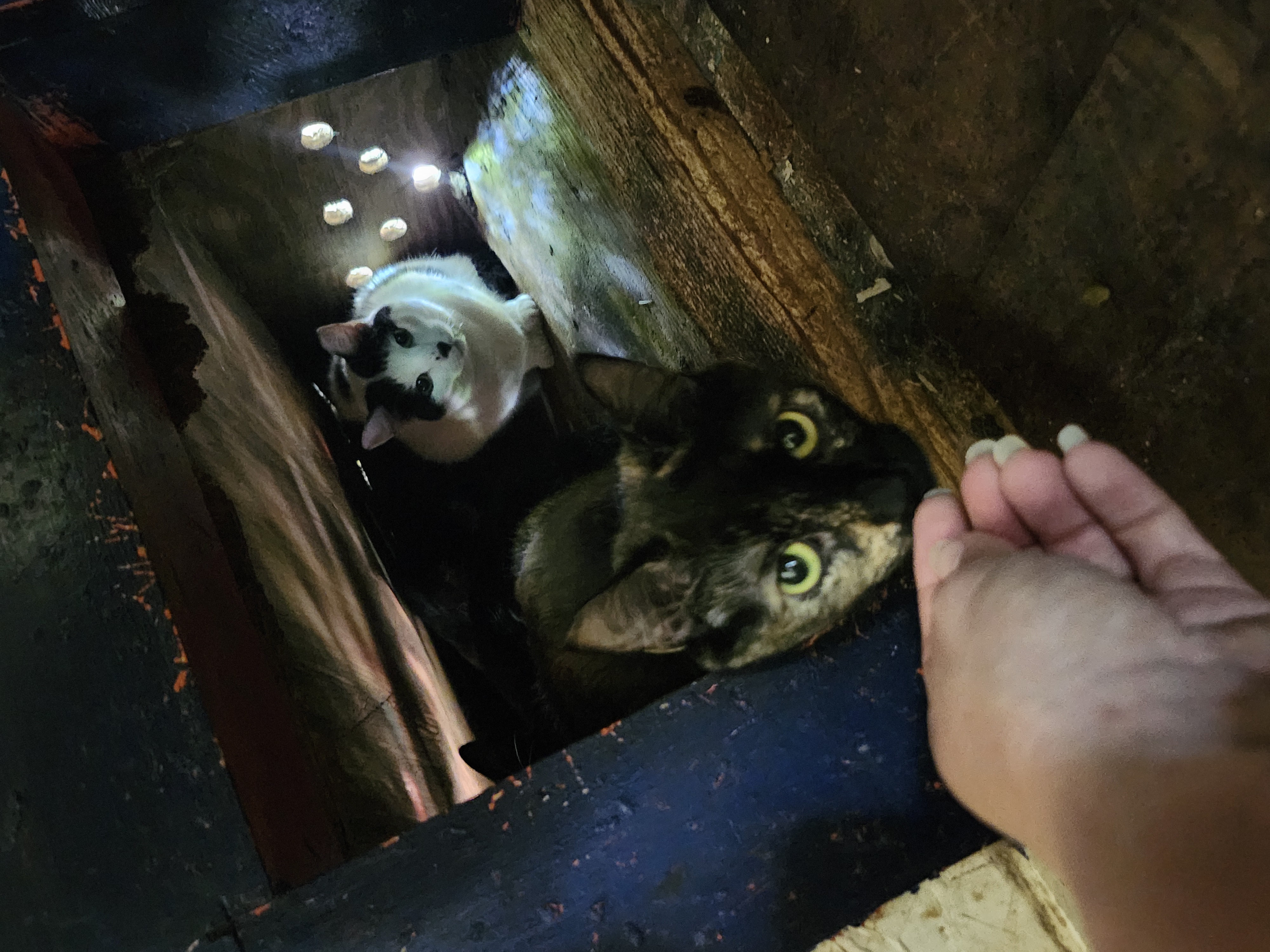 Farm cats, a Adoptable Domestic Short Hair in Jasper, GA image 5/6