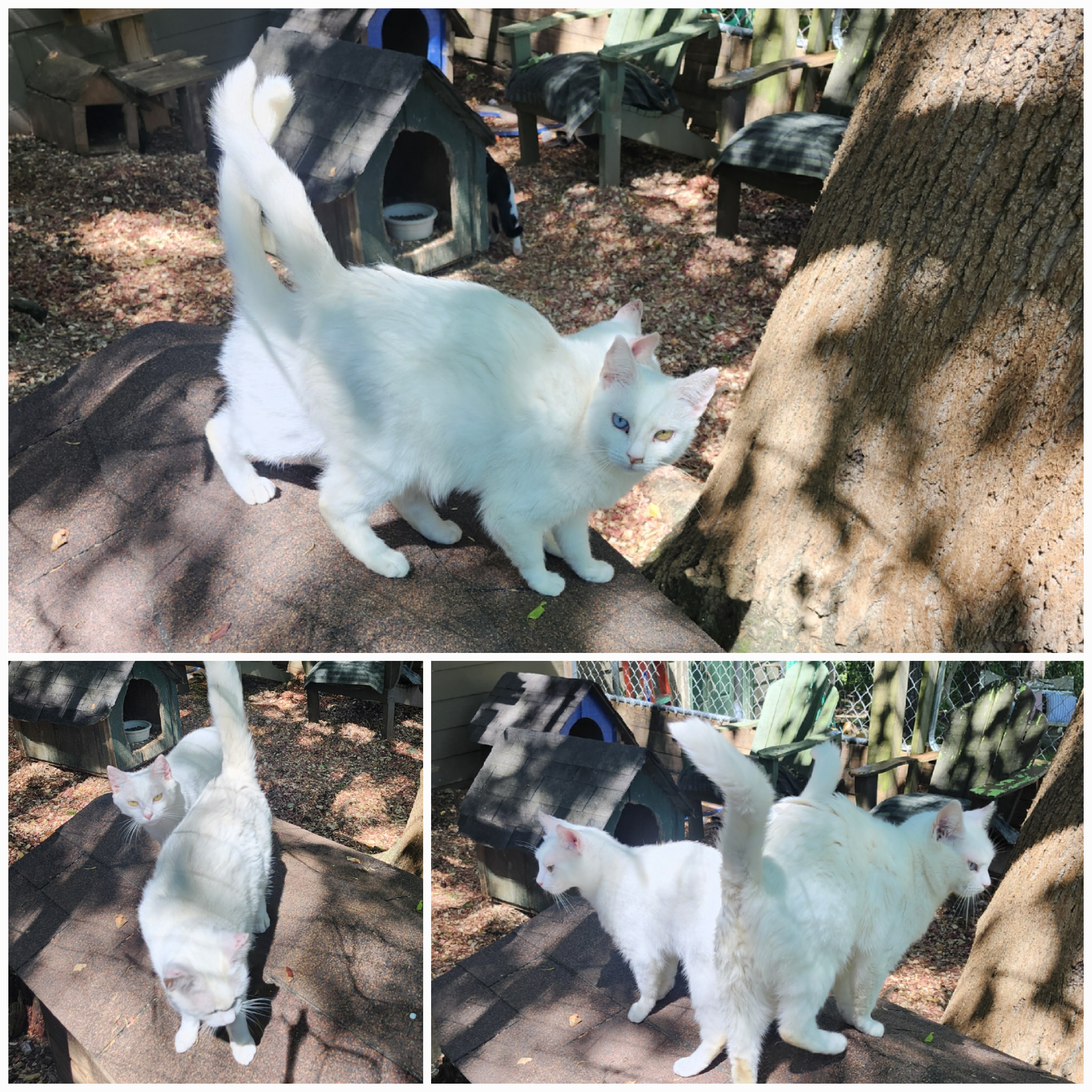 Farm cats, a Adoptable Domestic Short Hair in Jasper, GA image 6/6